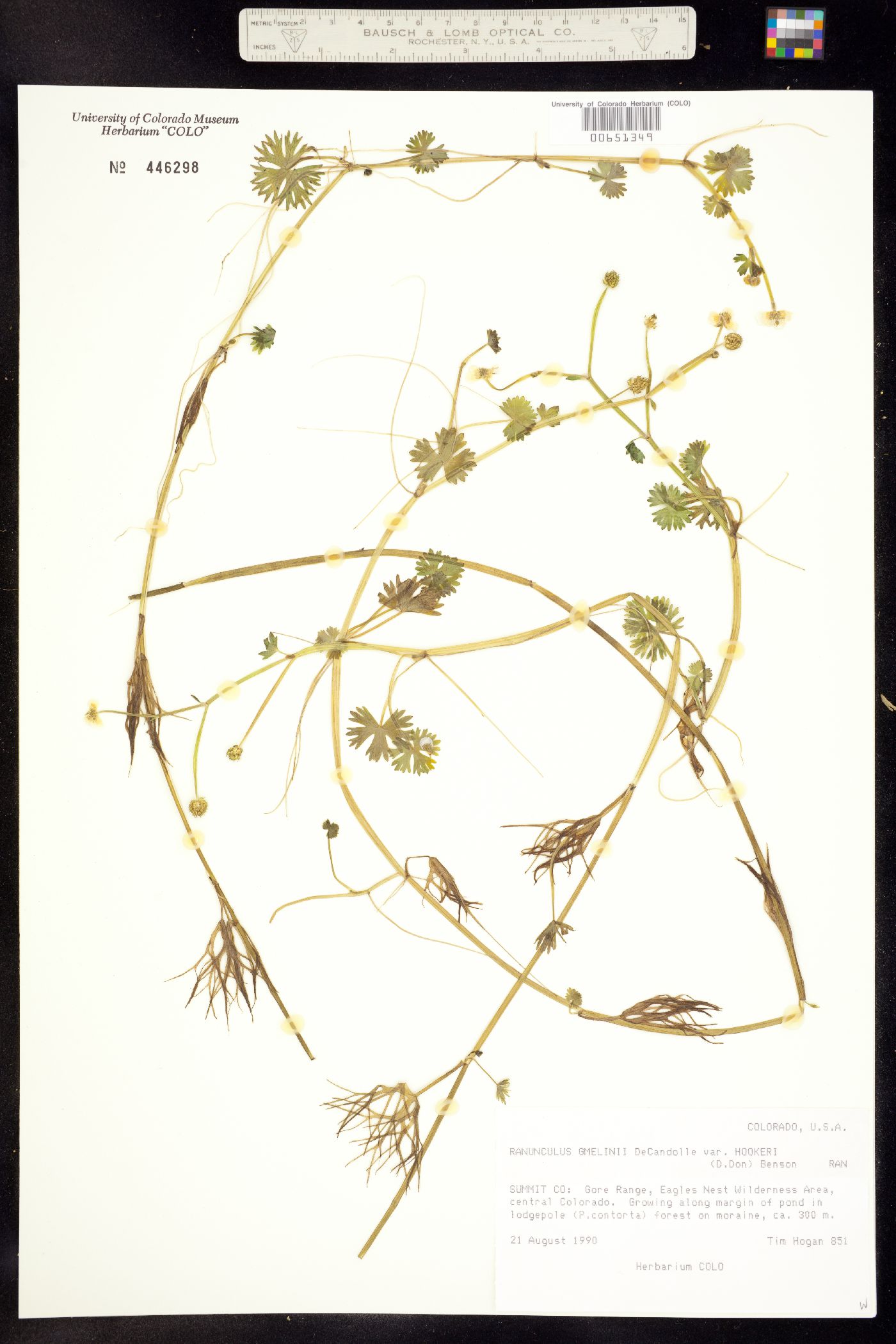 Ranunculus gmelinii image