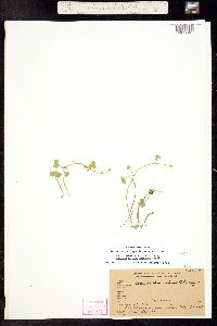 Ranunculus hyperboreus image