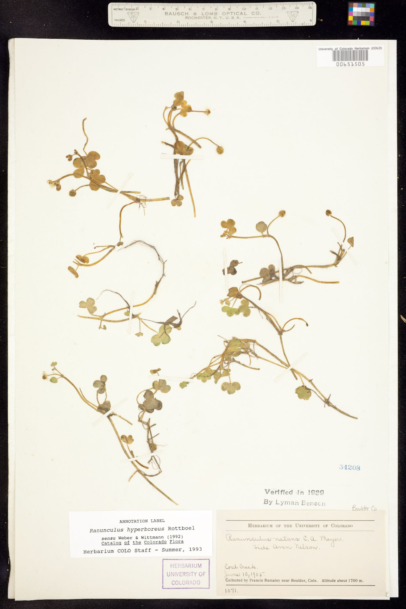 Ranunculus hyperboreus image