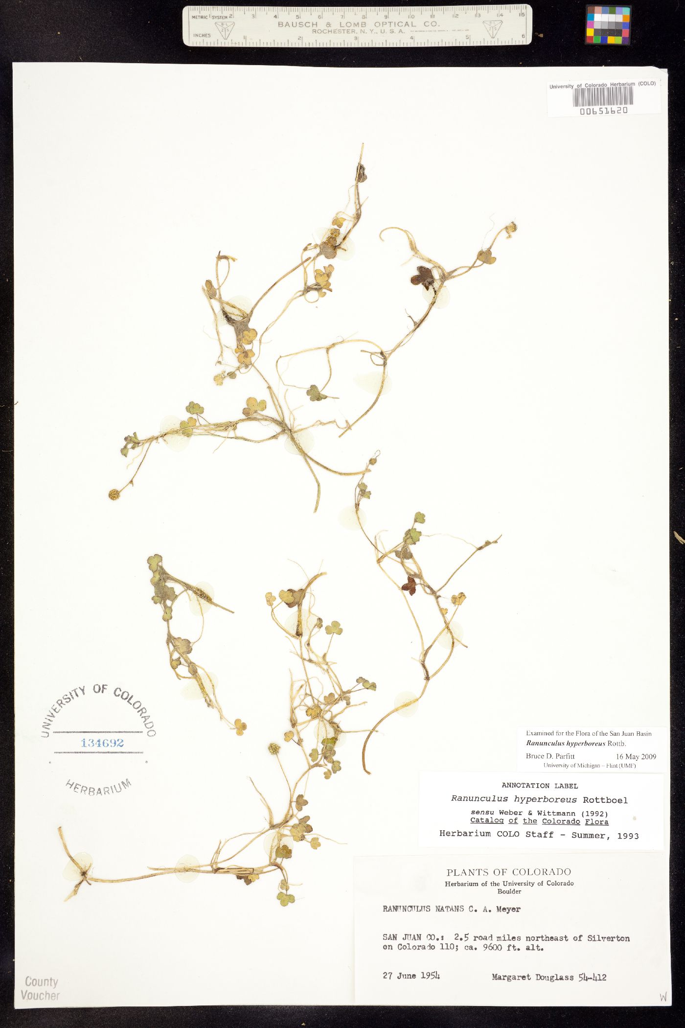 Ranunculus hyperboreus image