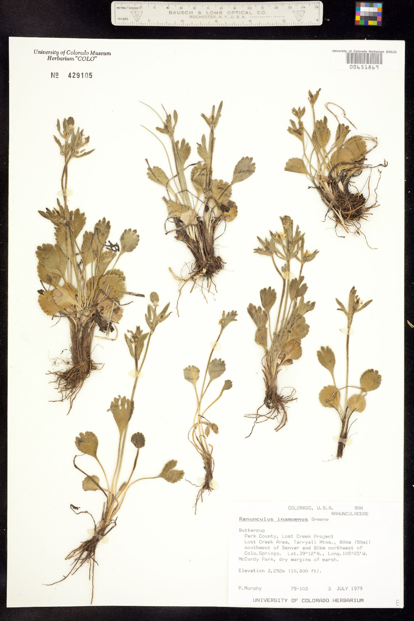 Ranunculus image