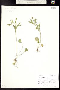 Ranunculus inamoenus image