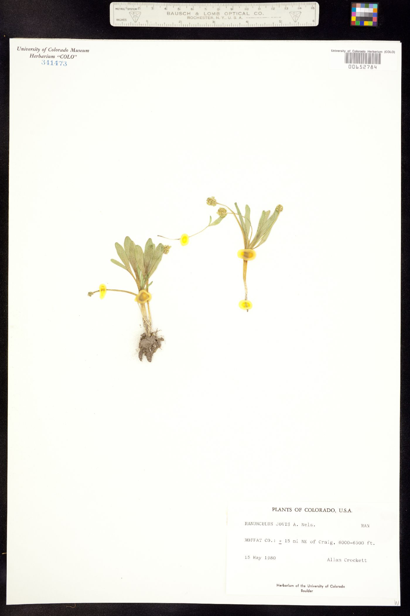 Ranunculus jovis image