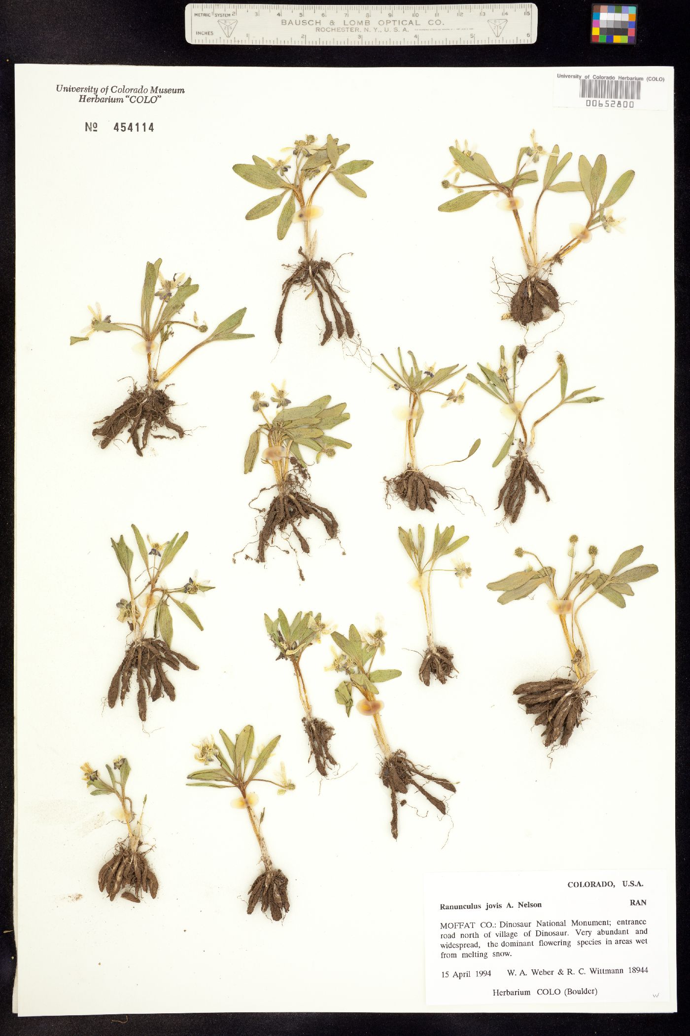 Ranunculus jovis image