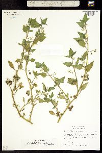Solanum physalifolium image