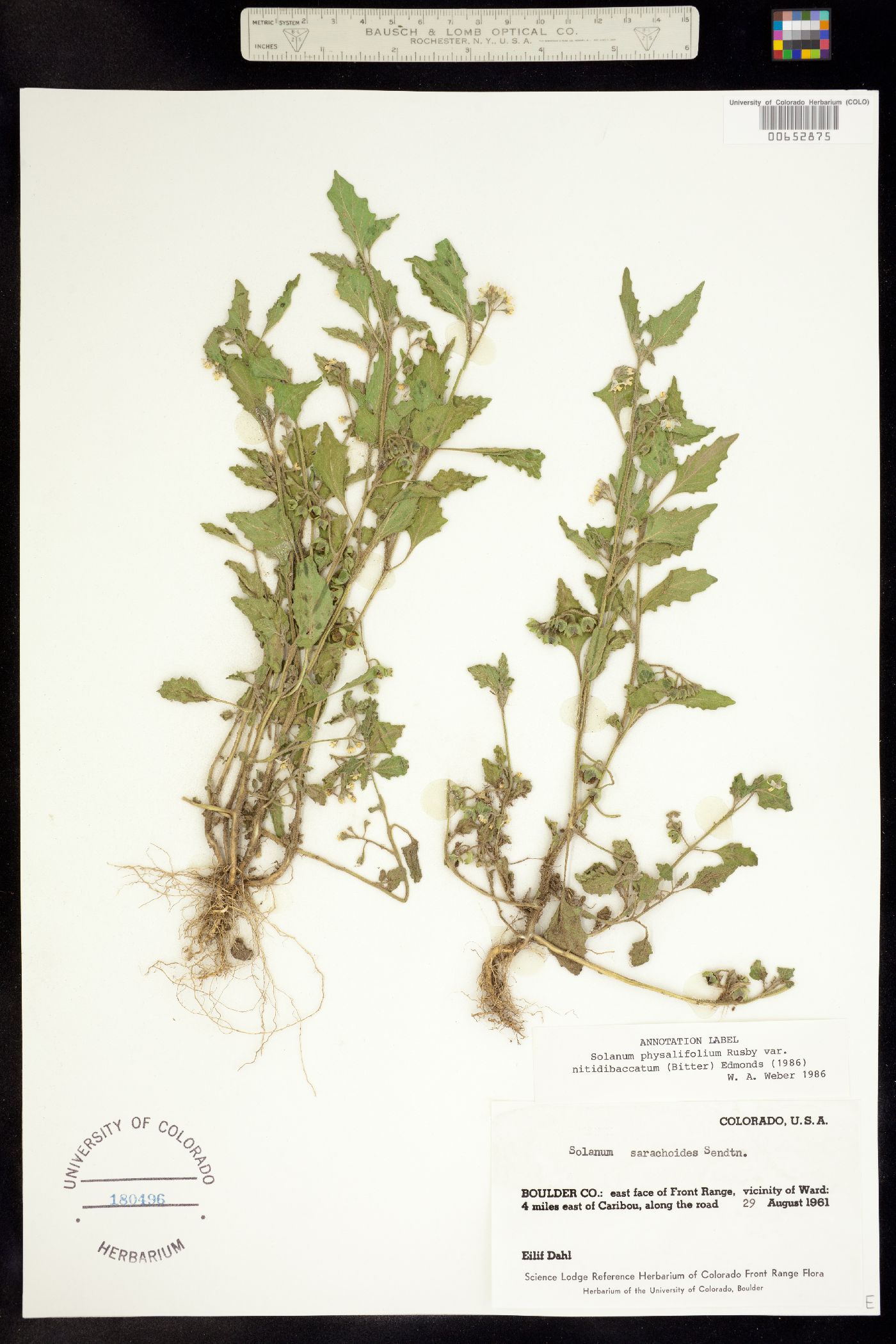 Solanum image