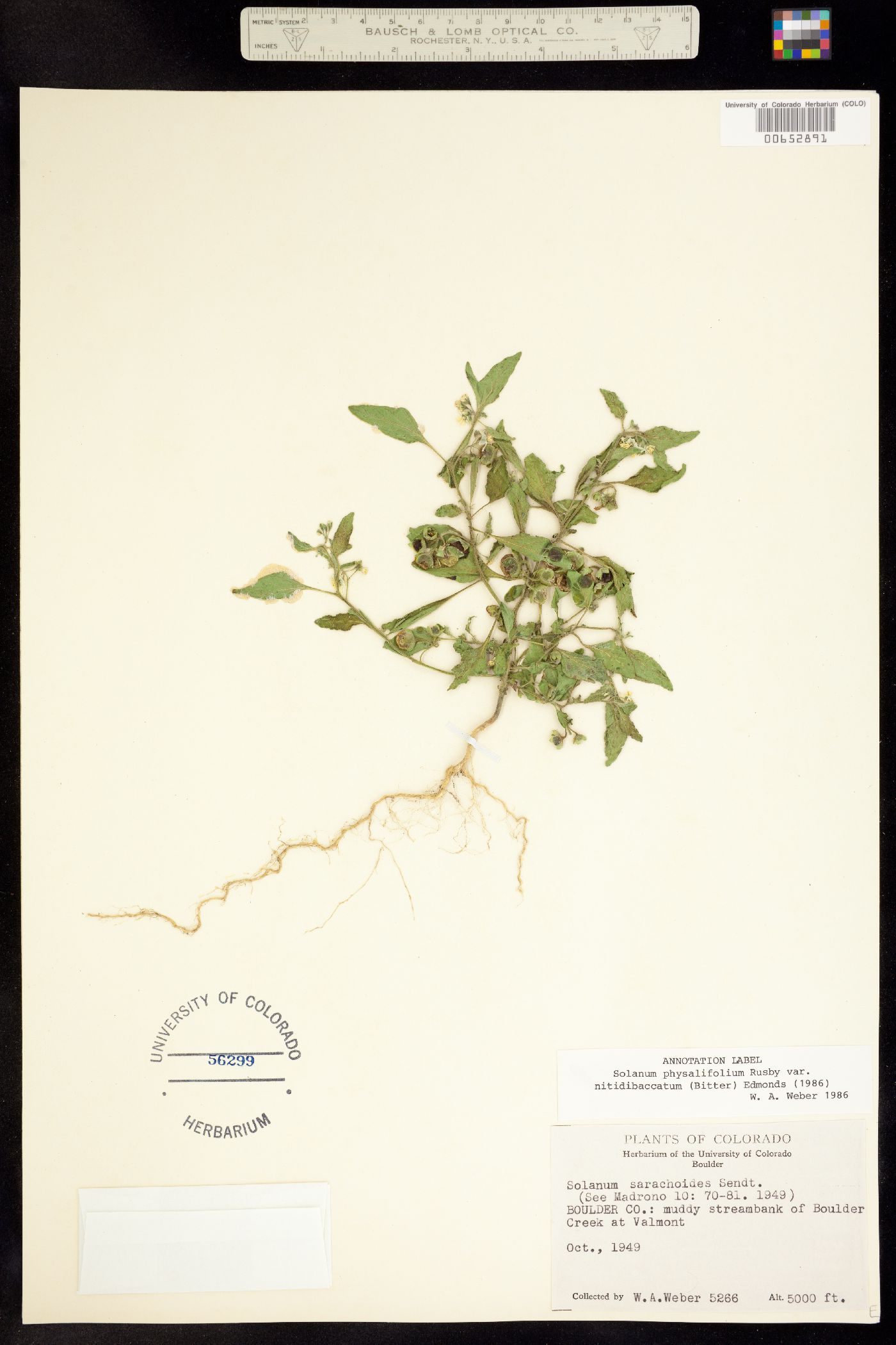 Solanum physalifolium image