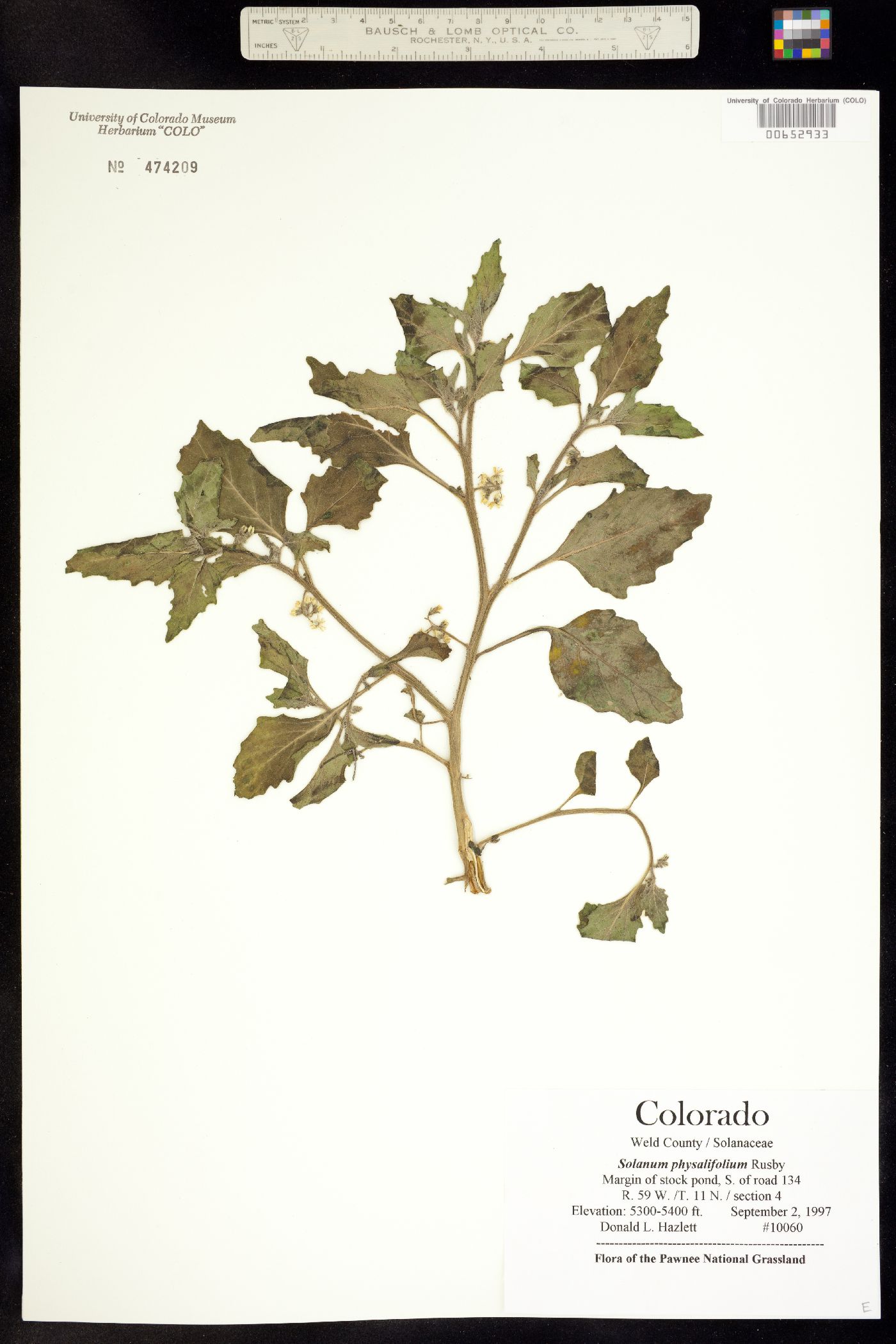 Solanaceae image