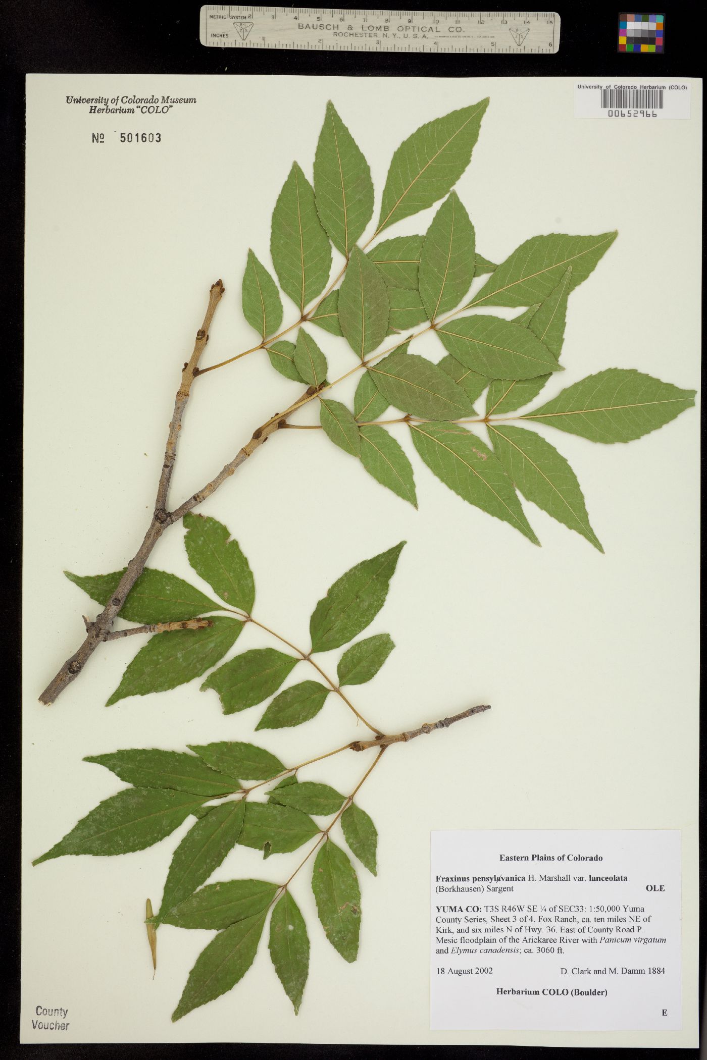 Fraxinus pennsylvanica image