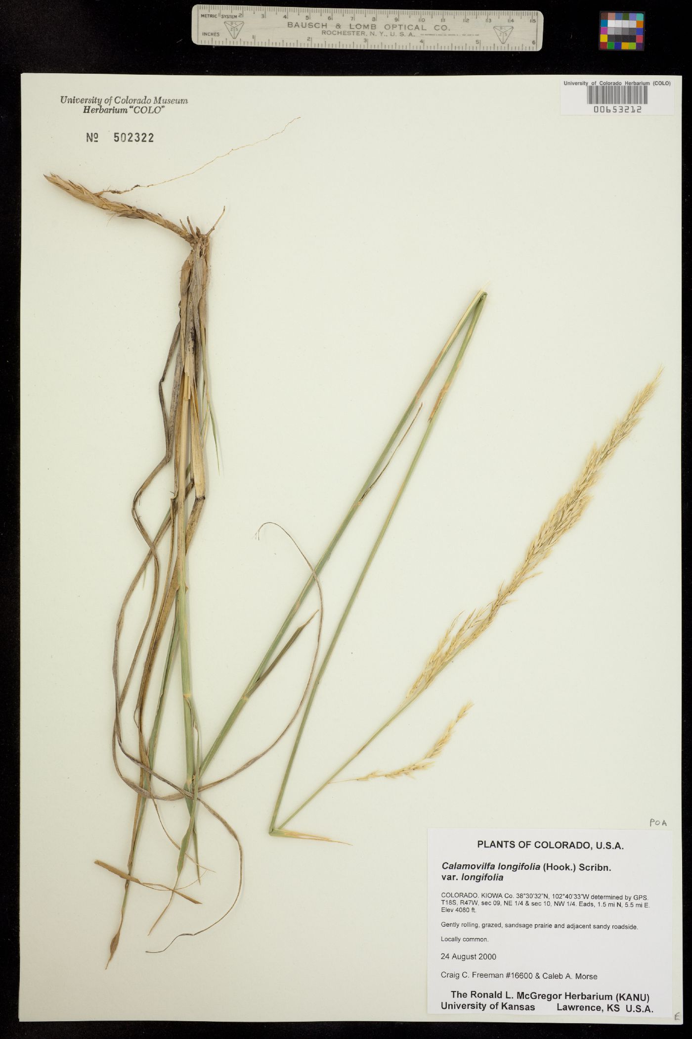 Calamovilfa longifolia image