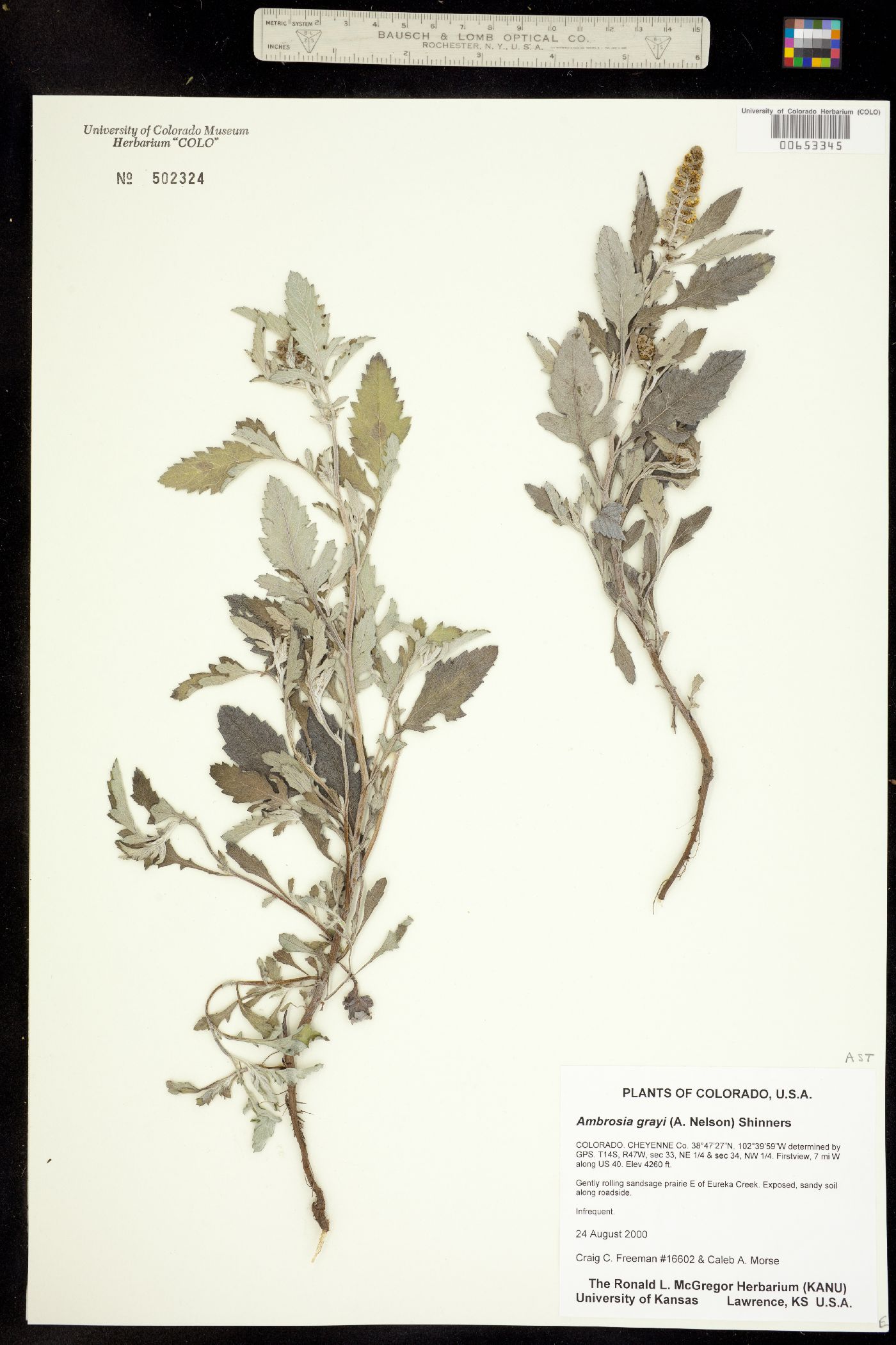 Ambrosia grayi image