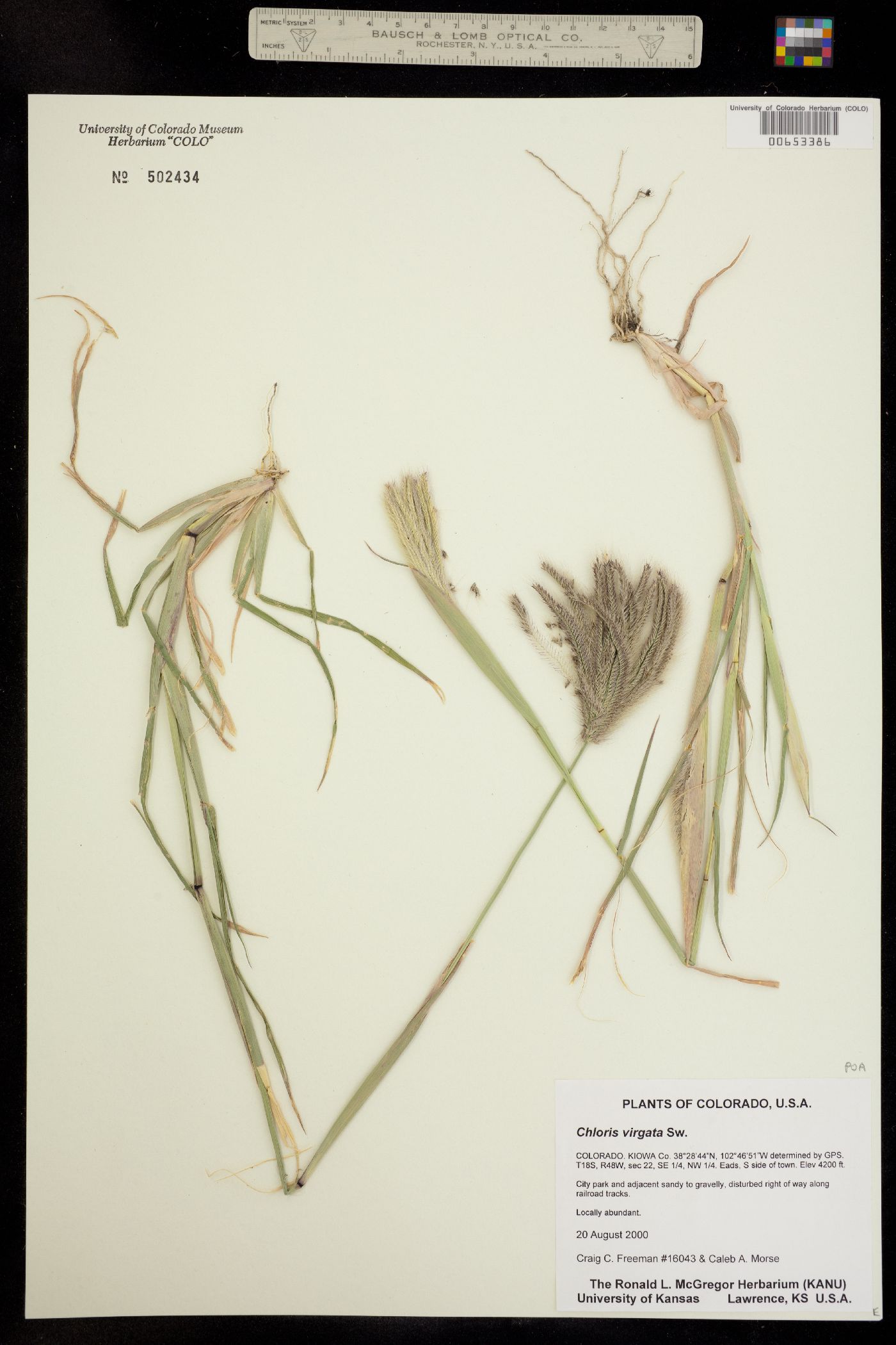 Chloris virgata image