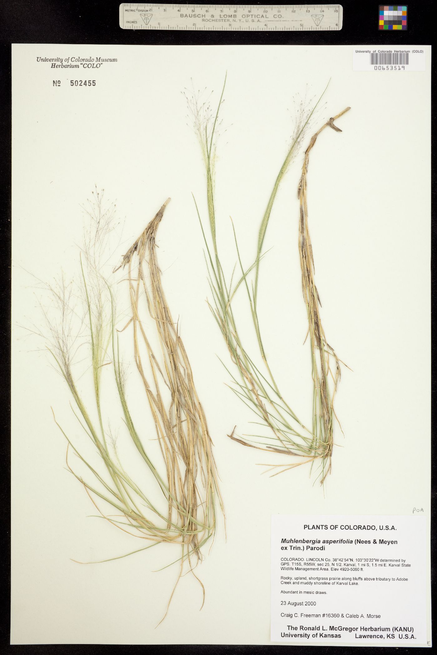 Muhlenbergia asperifolia image