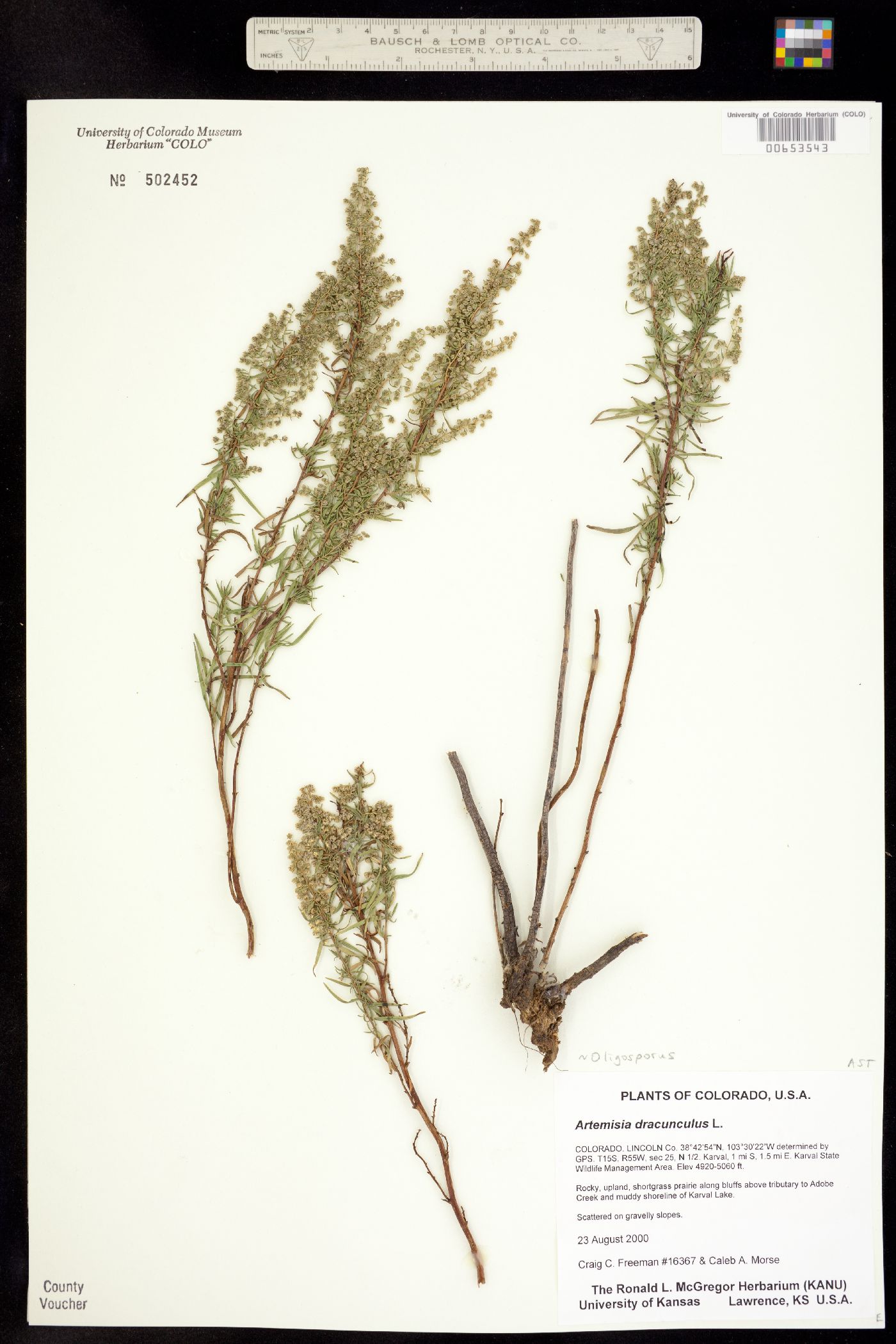 Artemisia dracunculus image