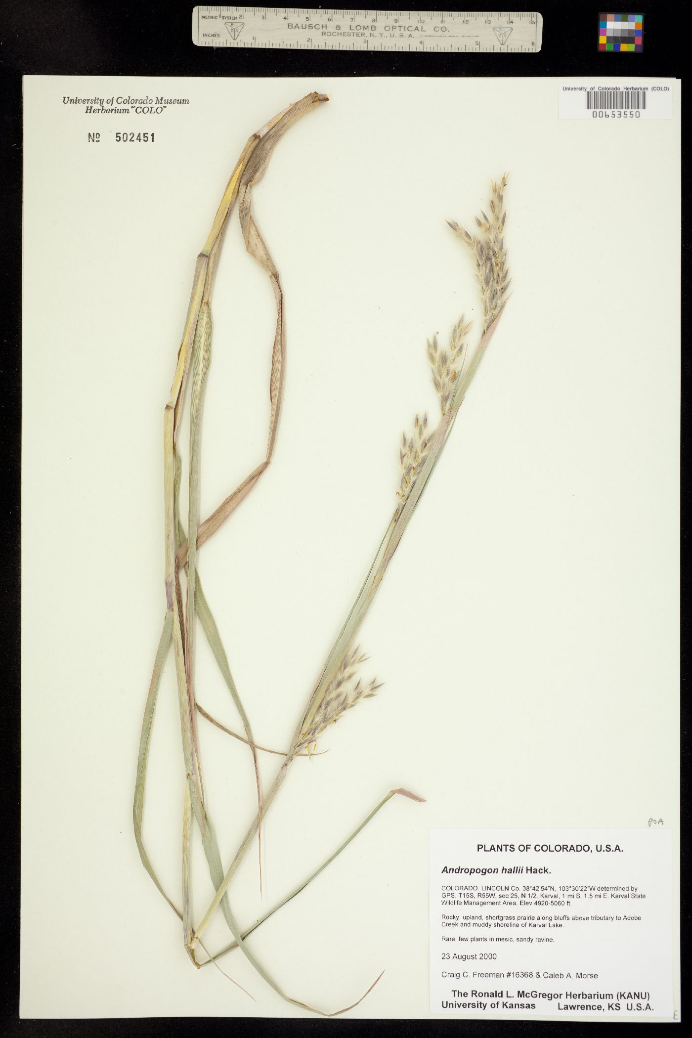 Andropogon image