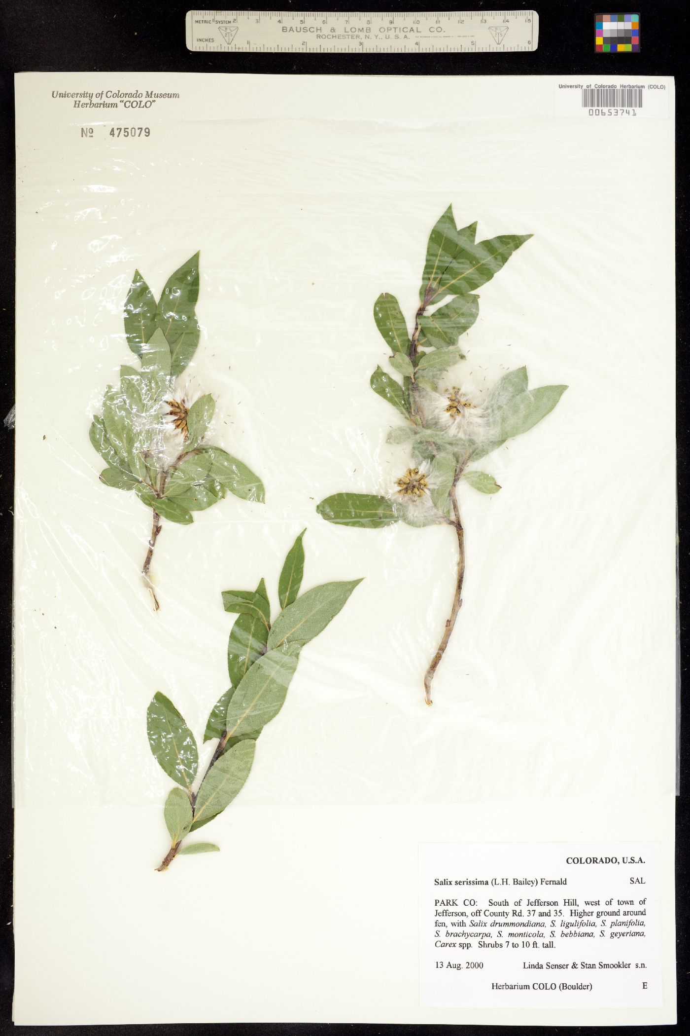Salix serissima image