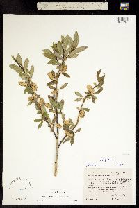 Image of Salix serissima