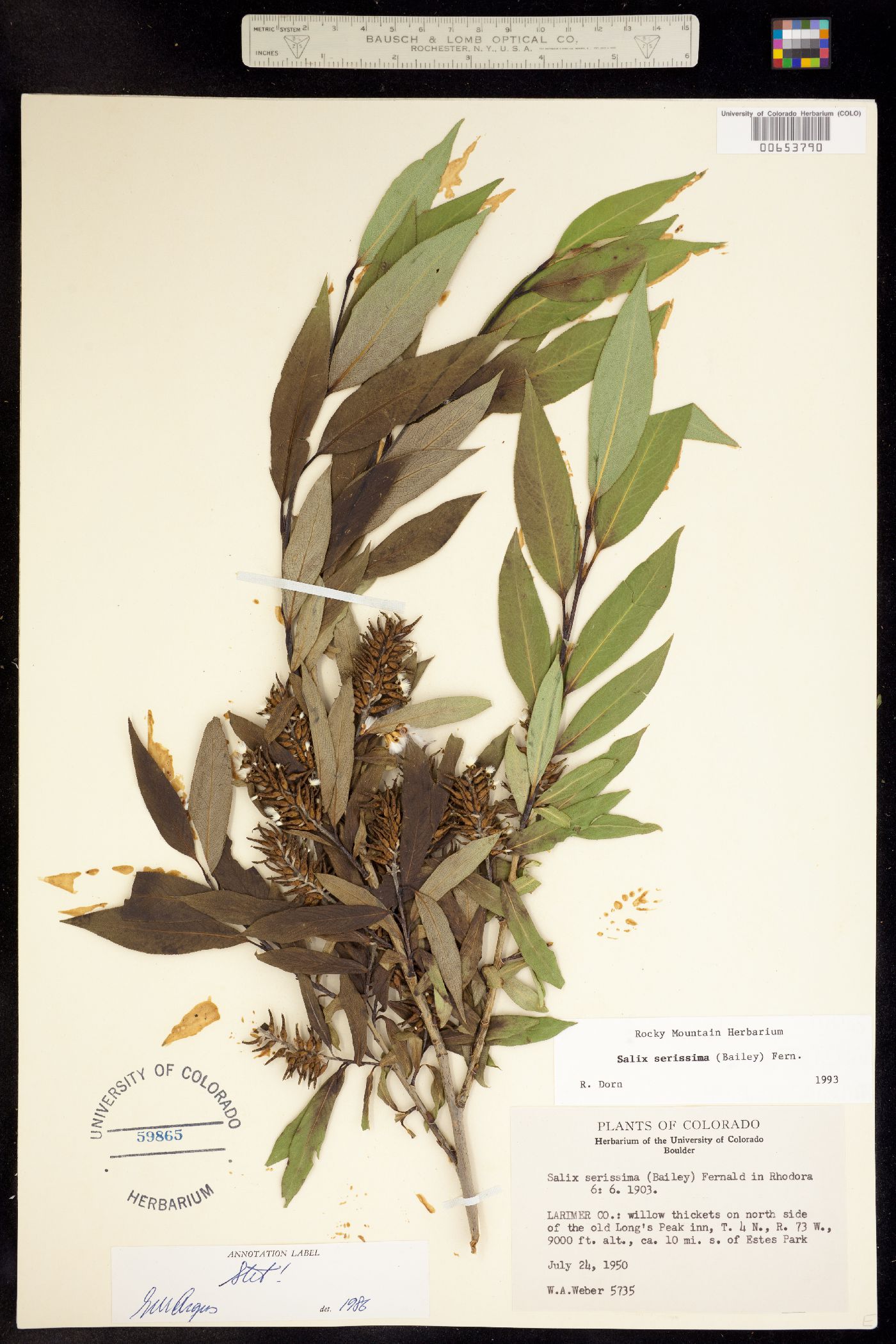 Salix serissima image