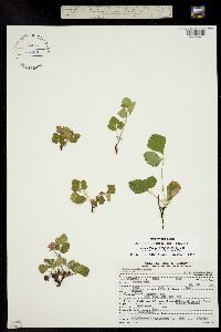 Cylactis arctica subsp. acaulis image