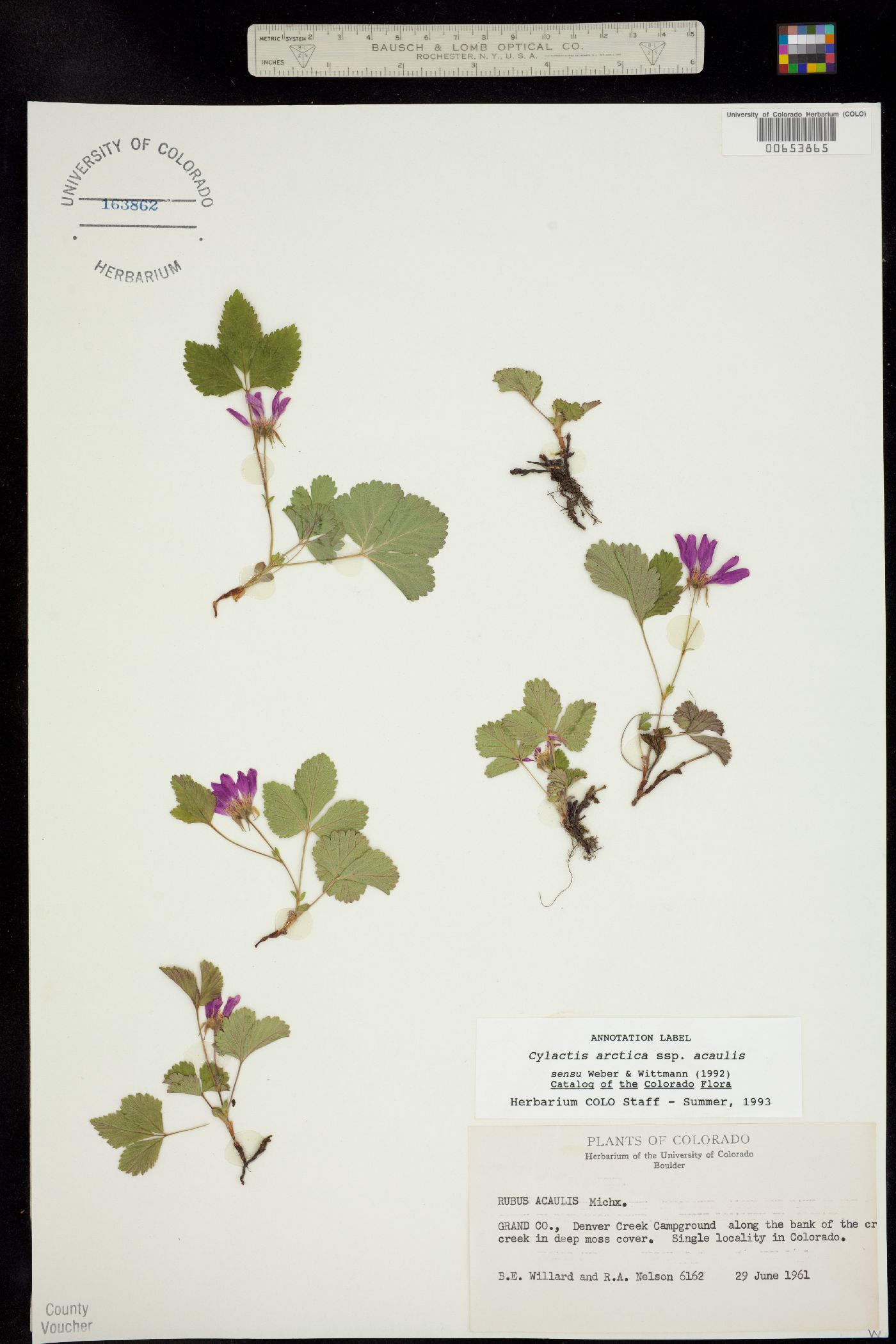 Rubus arcticus ssp. acaulis image