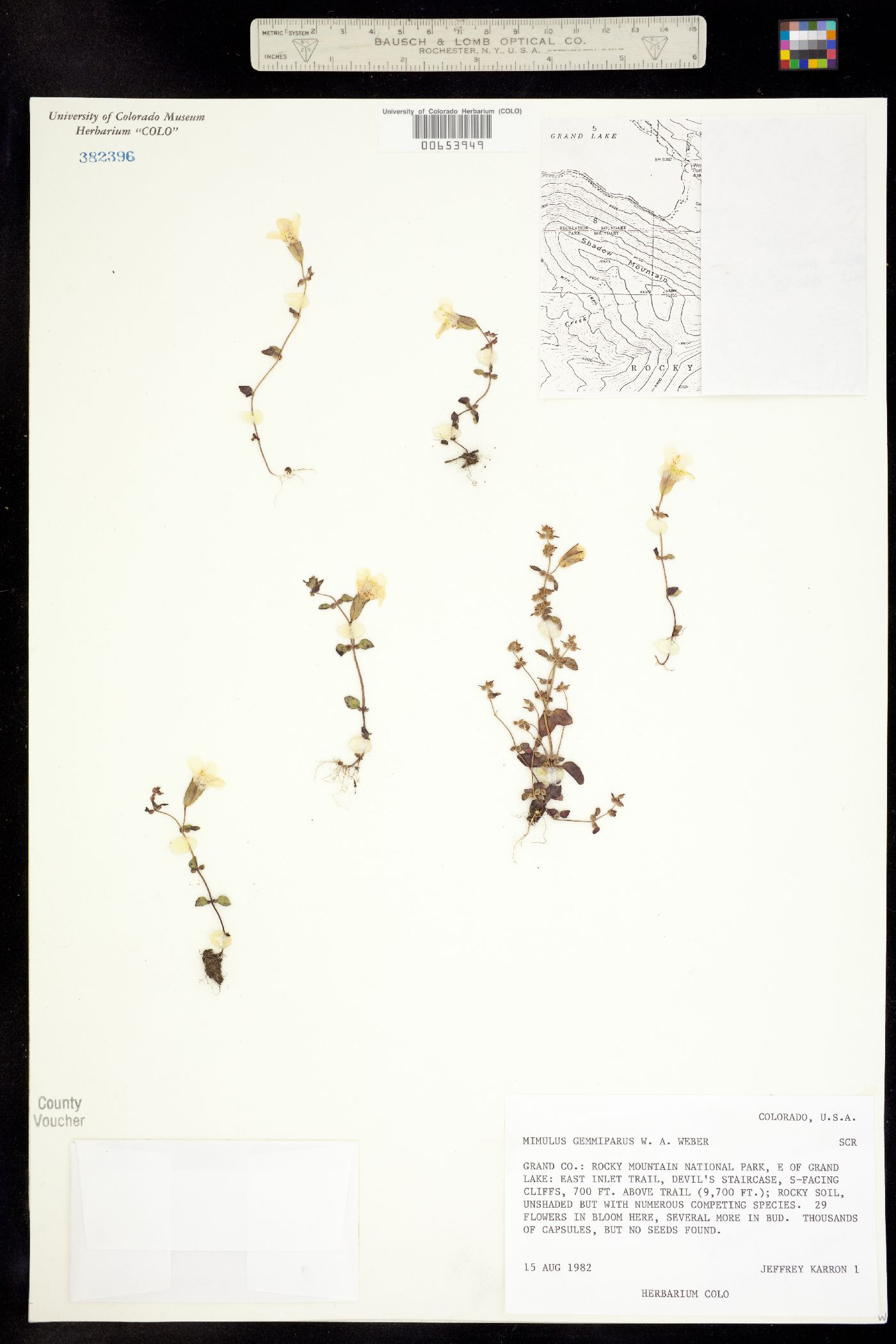 Erythranthe gemmipara image