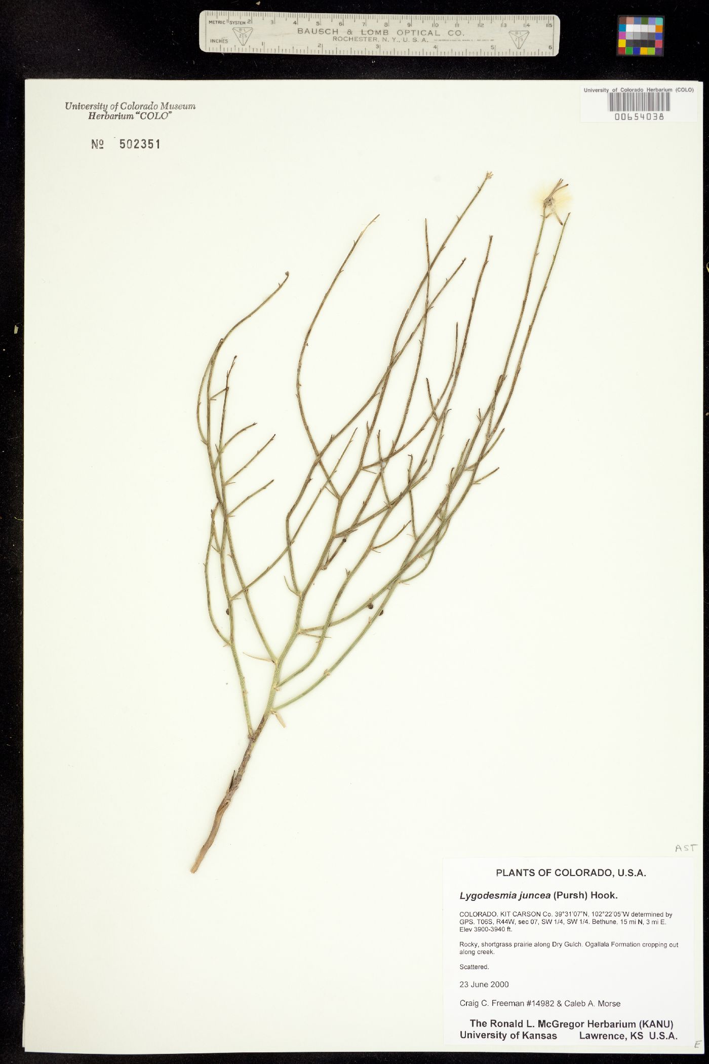 Lygodesmia juncea image