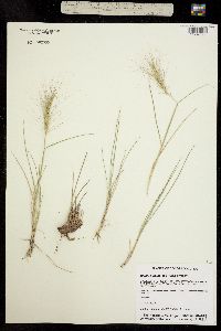 Image of Elymus elymoides