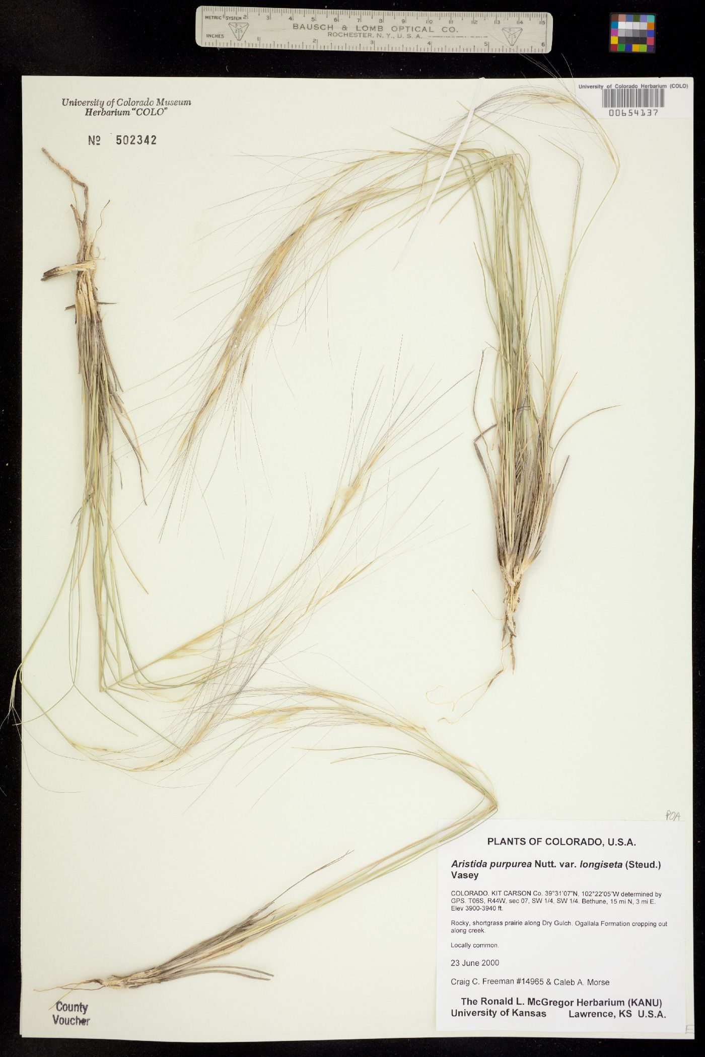 Aristida purpurea var. longiseta image