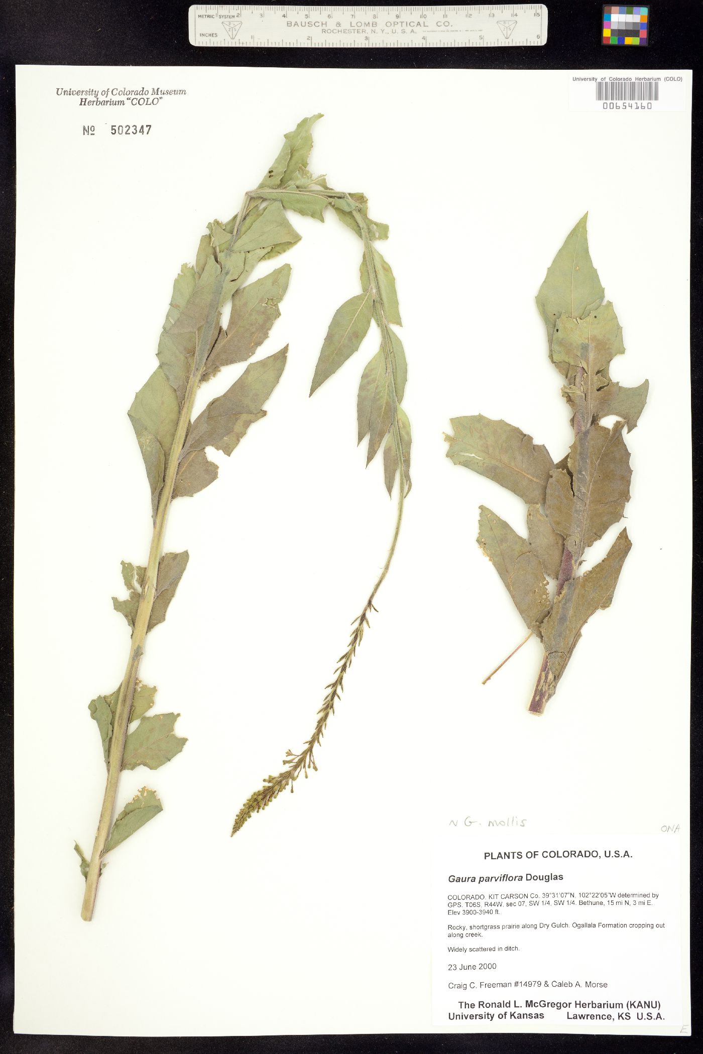 Oenothera image