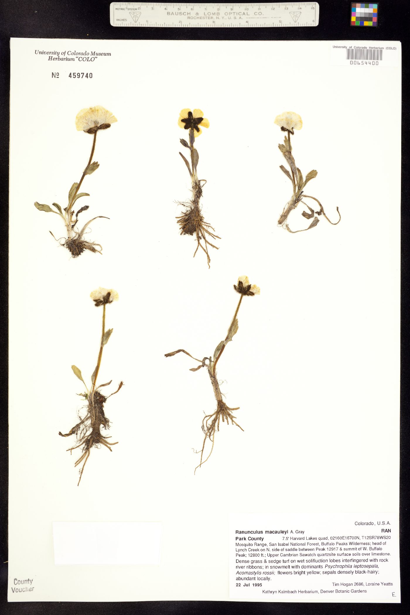 Ranunculus macauleyi image