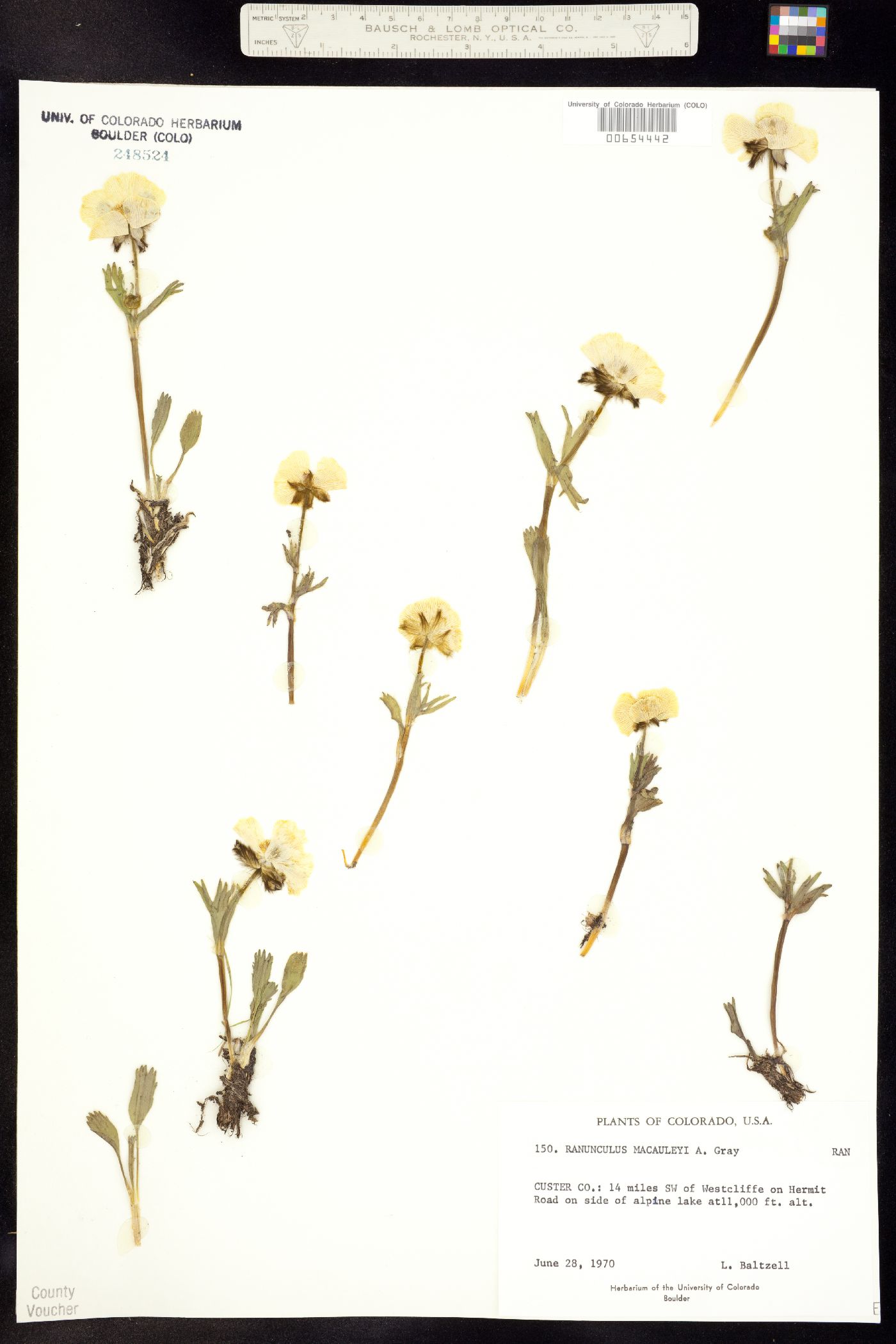 Ranunculus macauleyi image