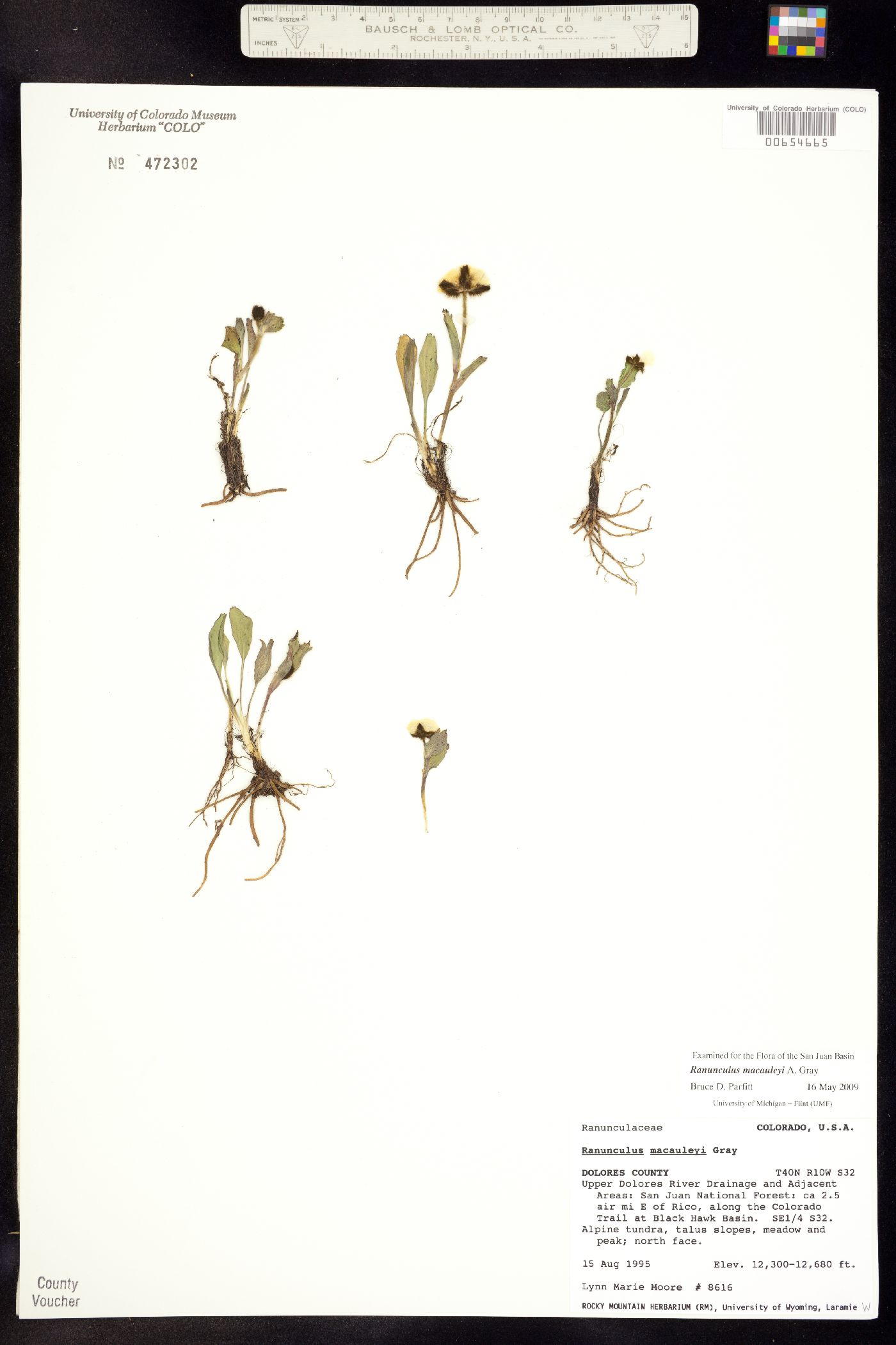 Ranunculus macauleyi image