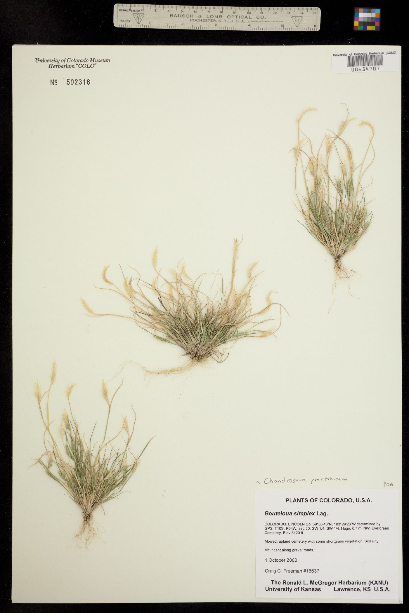 Chondrosum prostratum image