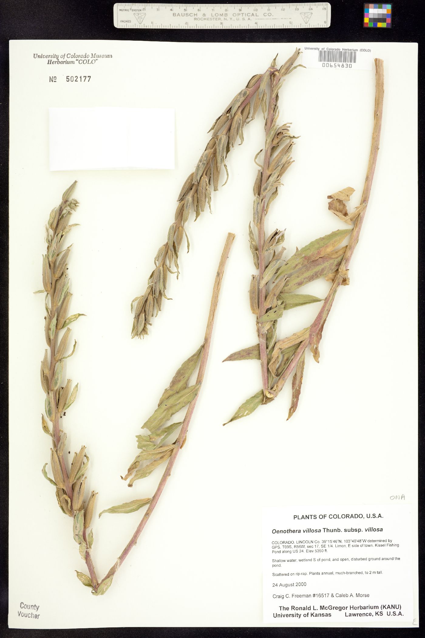 Oenothera villosa ssp. strigosa image