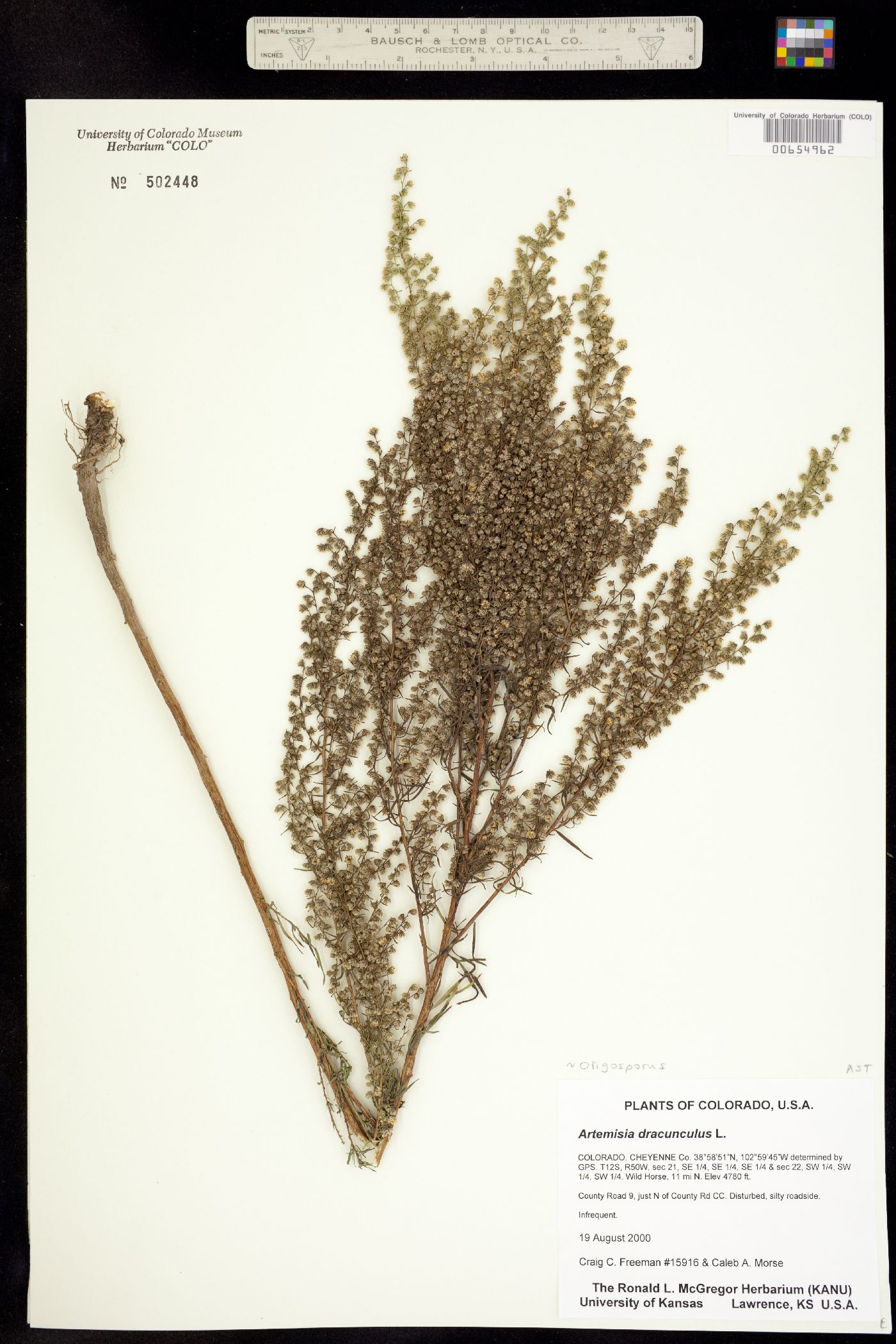 Artemisia dracunculus image