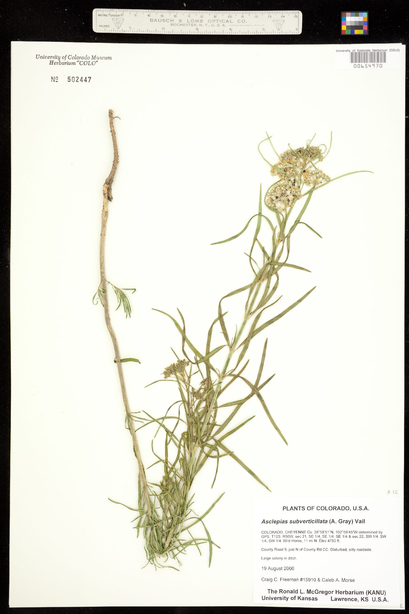 Asclepiadaceae image