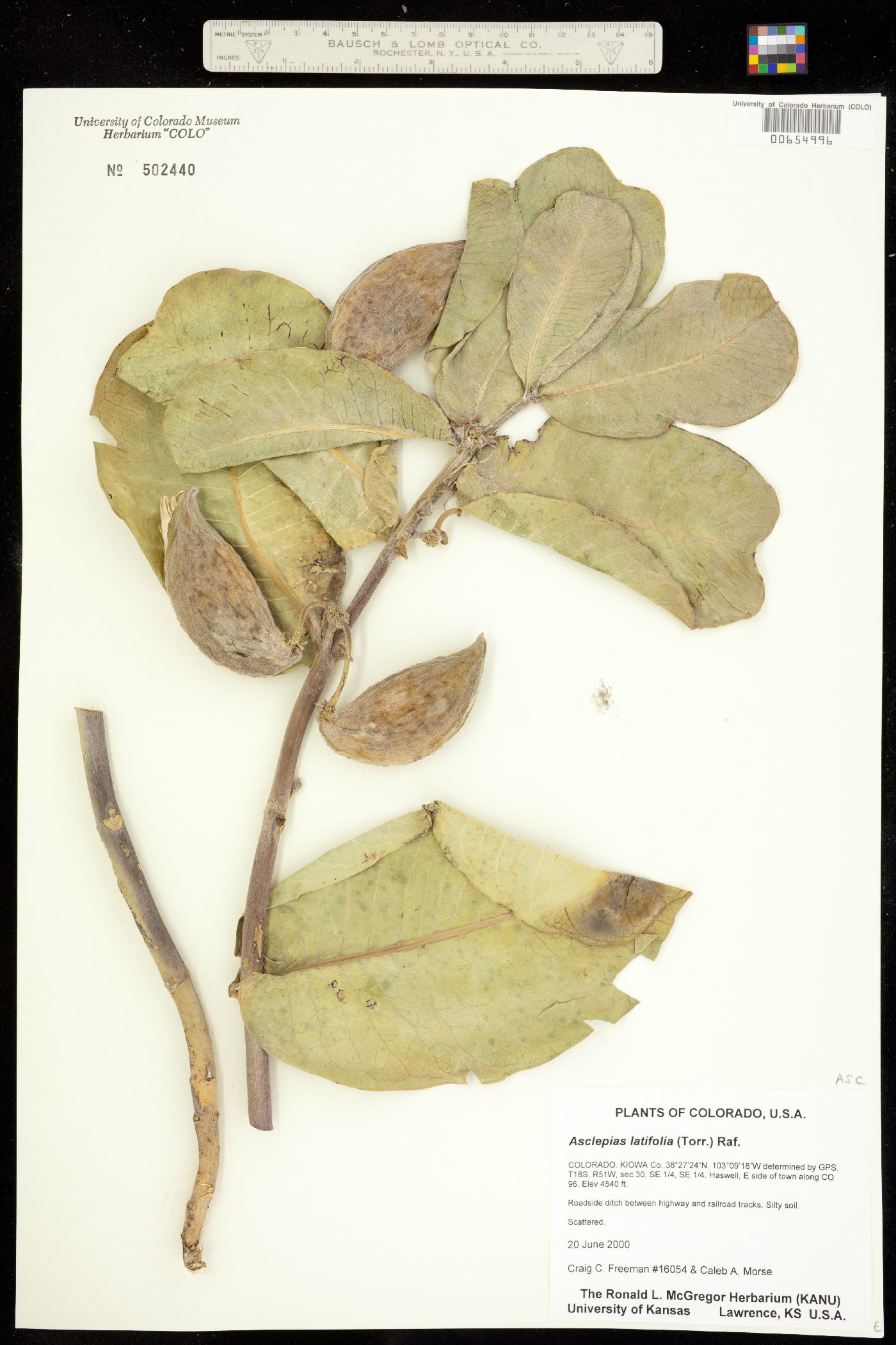 Asclepias latifolia image