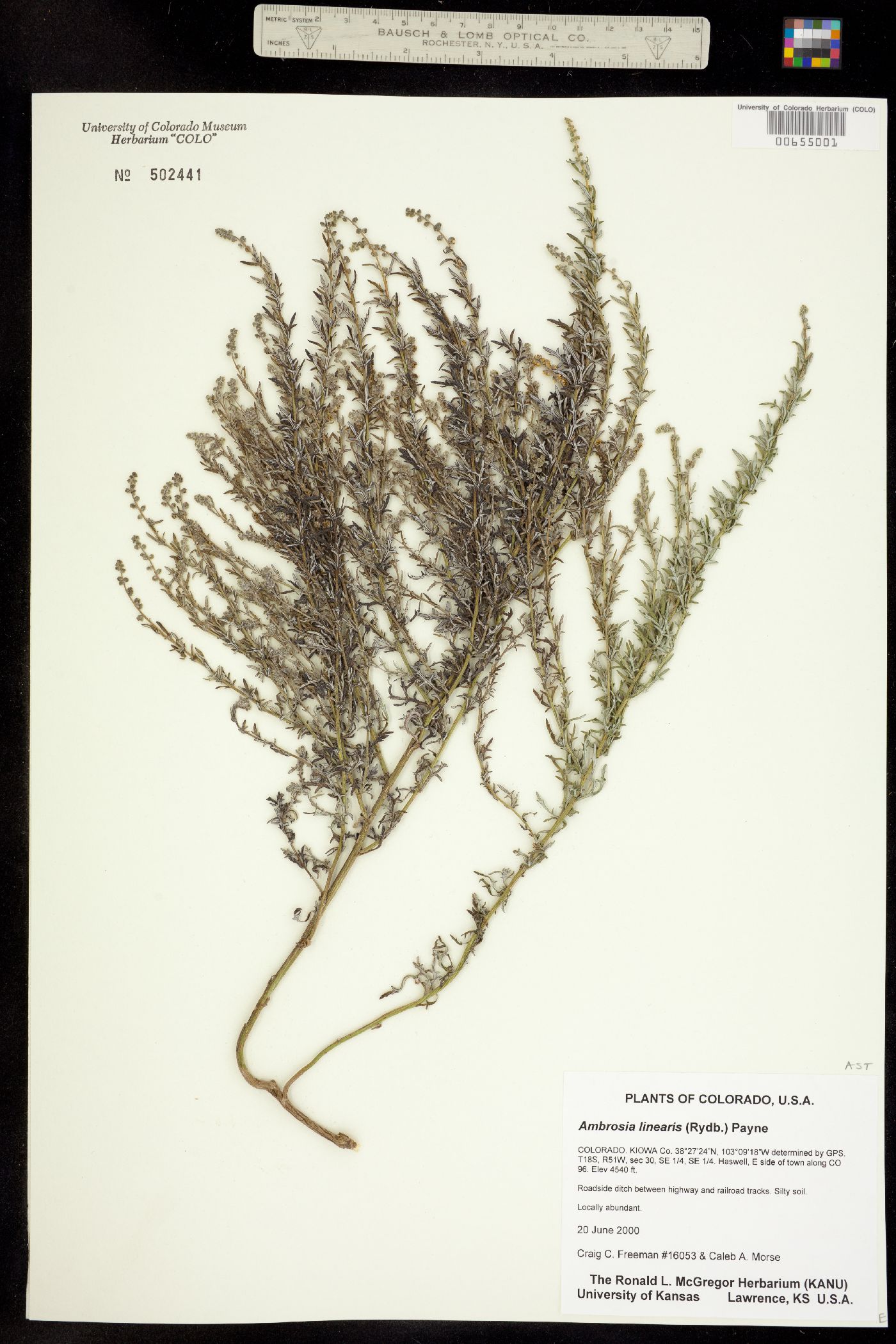 Ambrosia linearis image