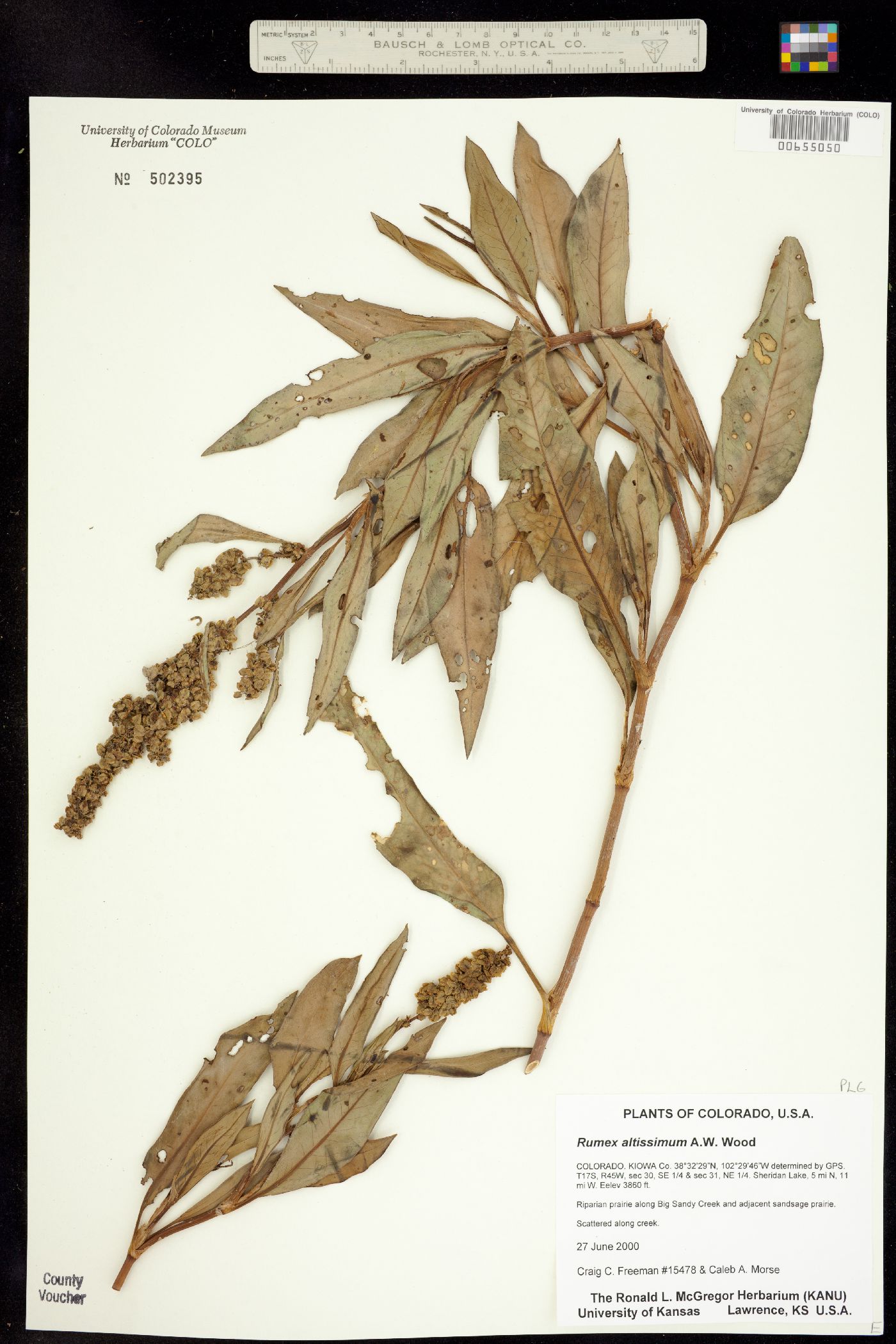 Rumex altissimus image