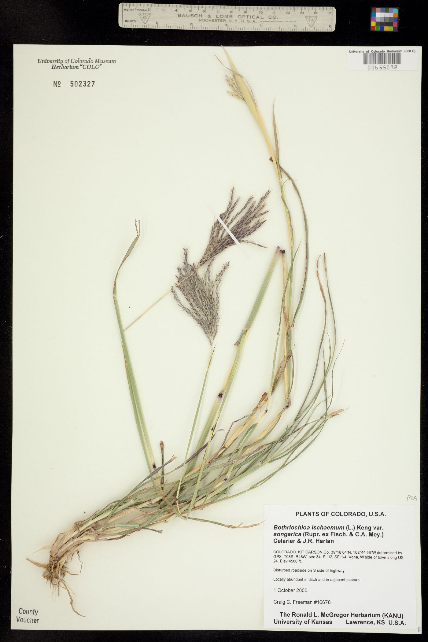 Bothriochloa ischaemum image
