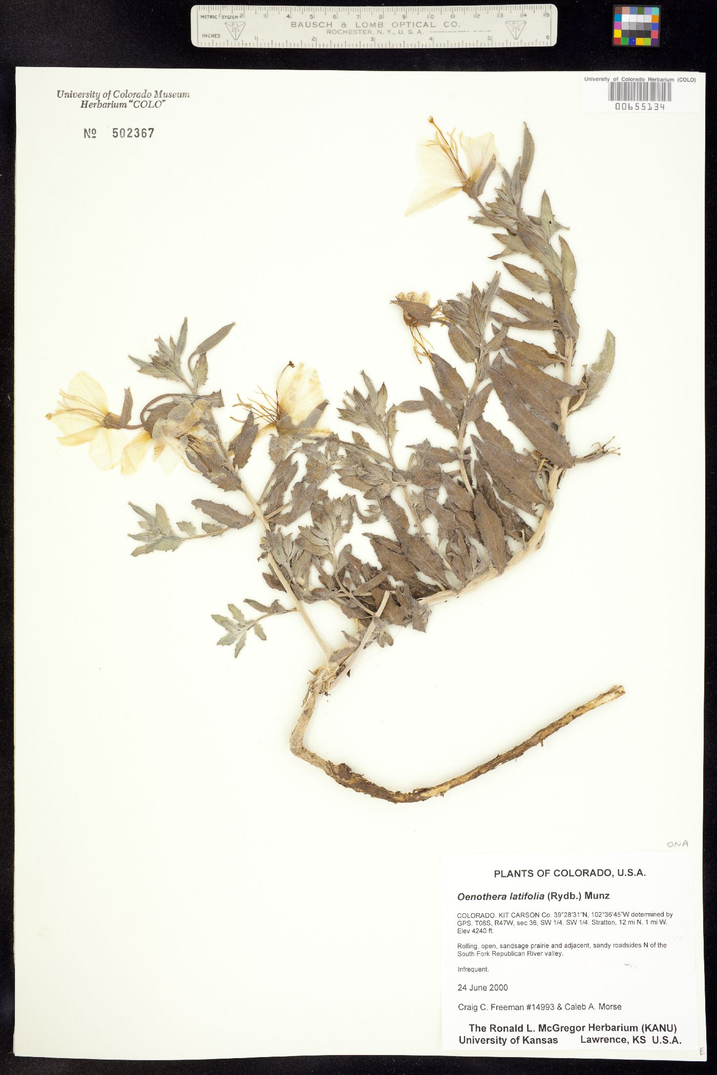 Oenothera pallida image