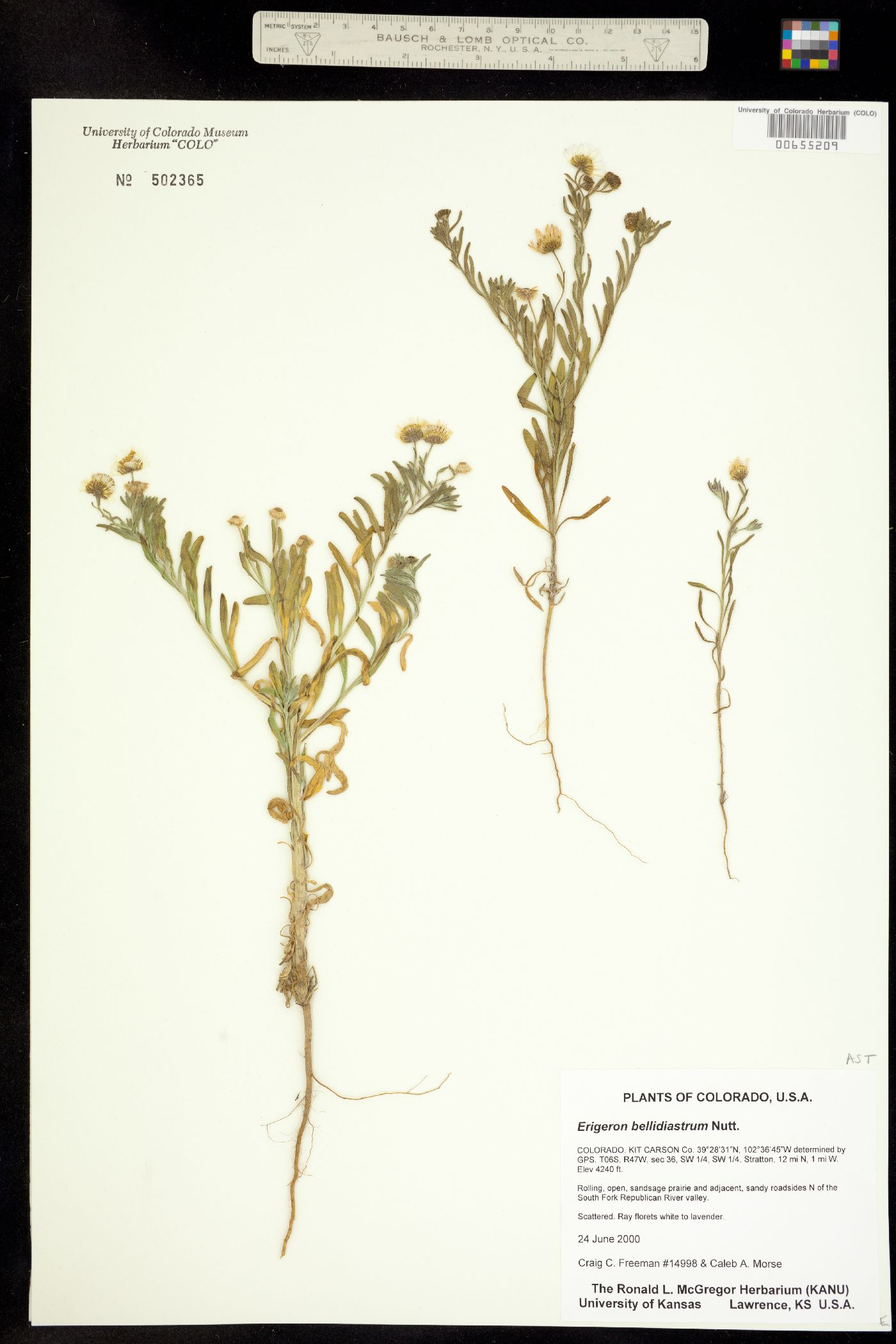 Erigeron bellidiastrum image