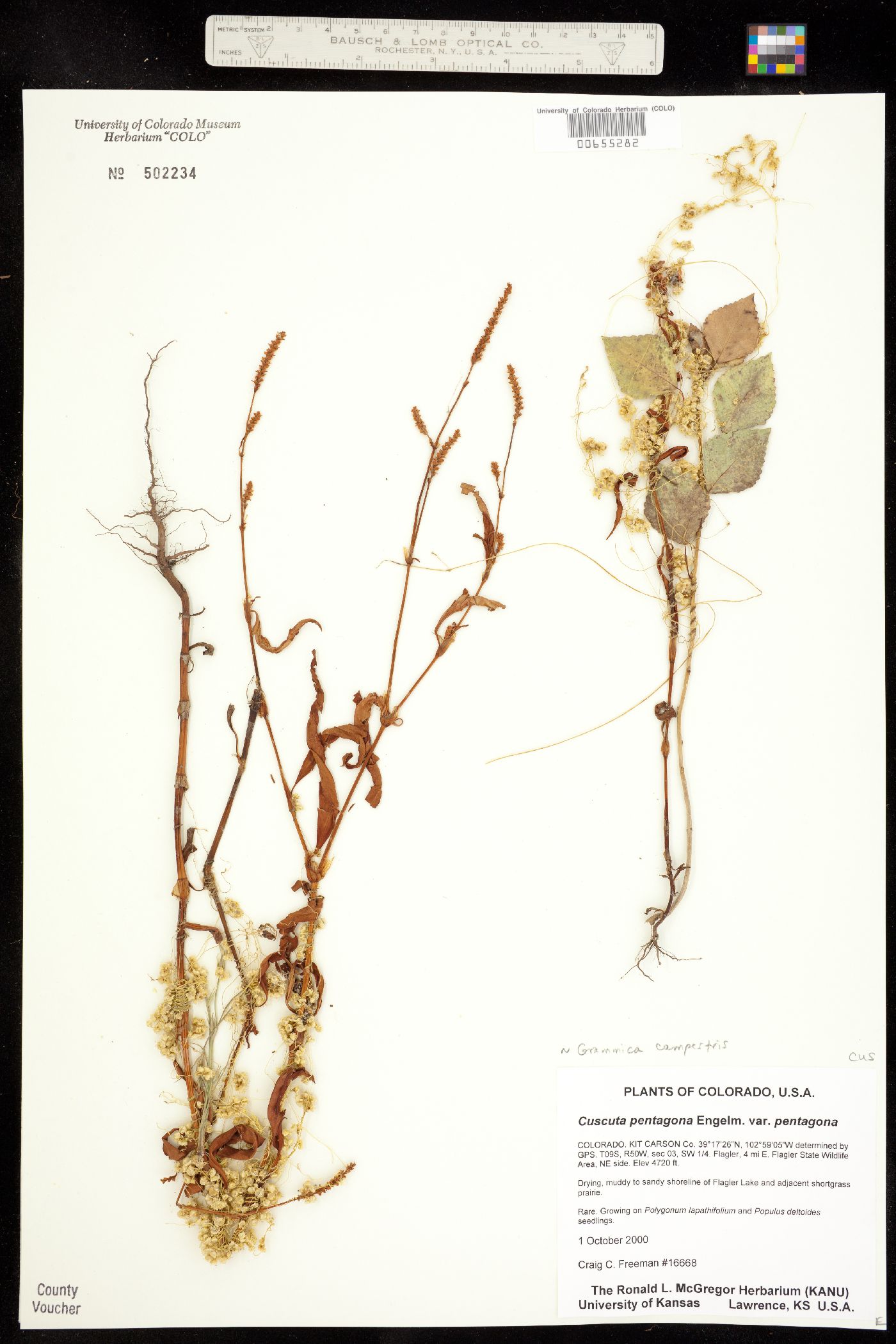 Cuscuta campestris image