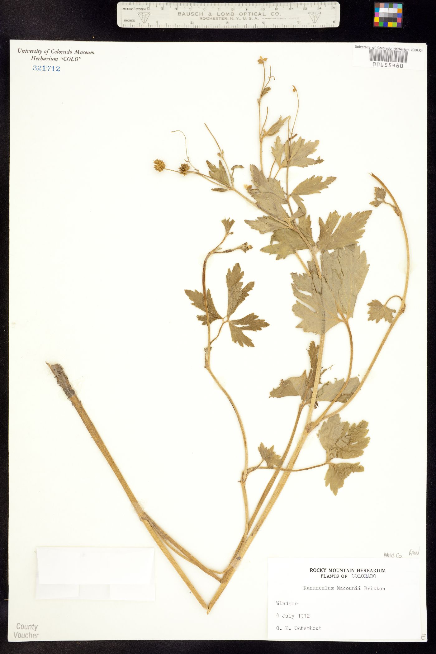 Ranunculus macounii image