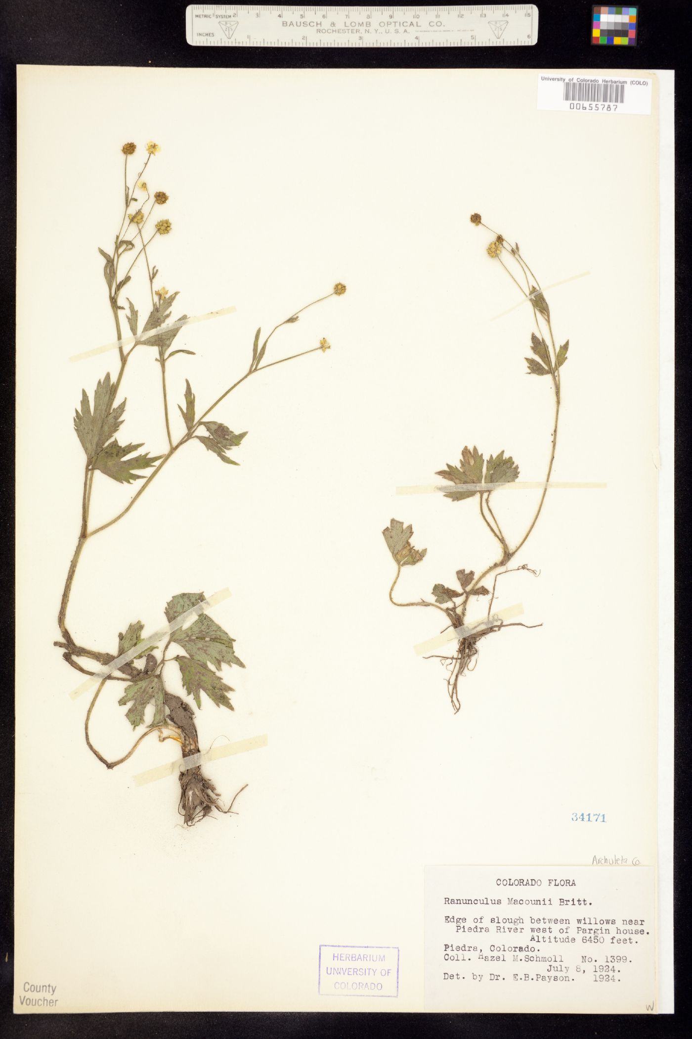 Ranunculus macounii image