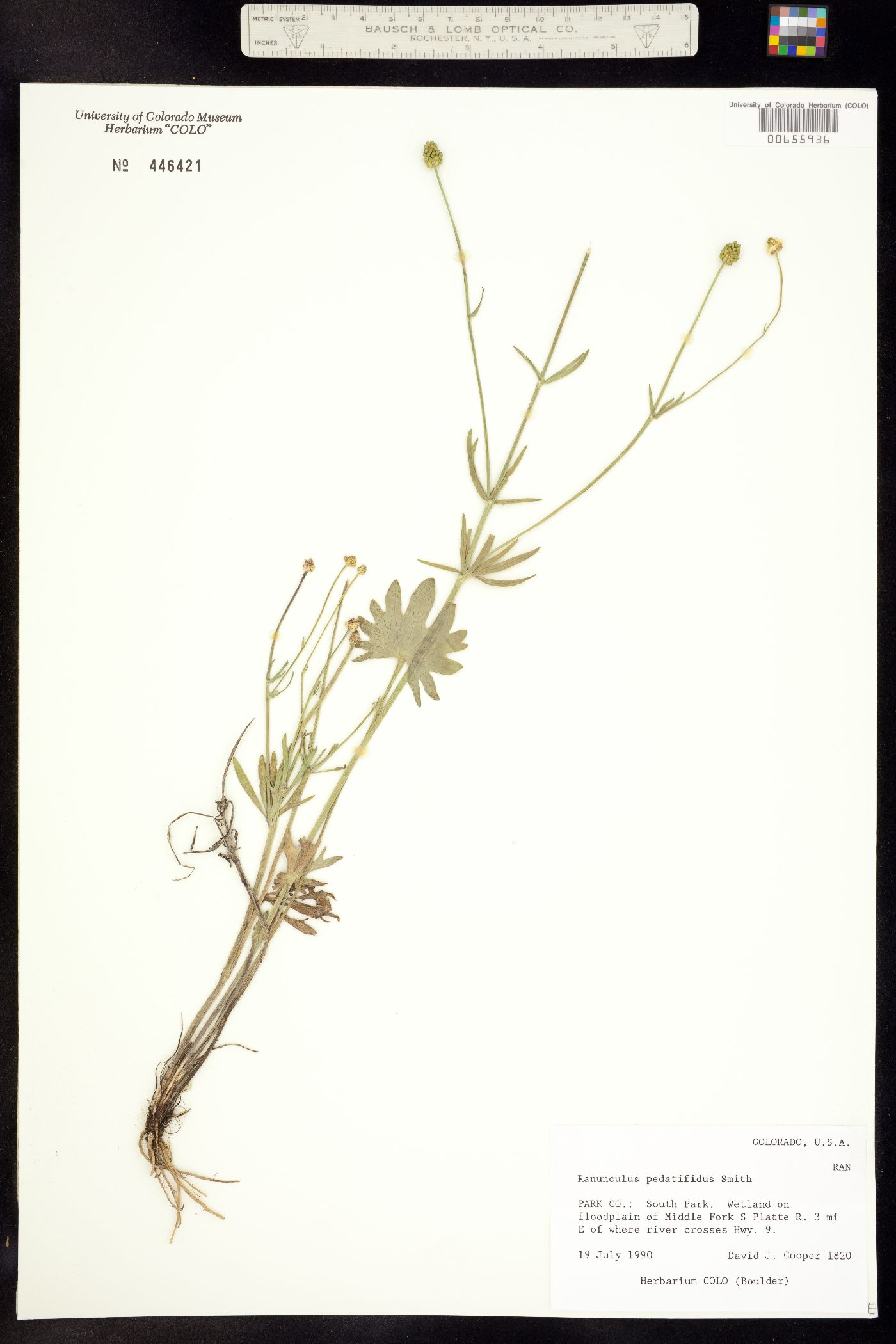 Ranunculus pedatifidus image