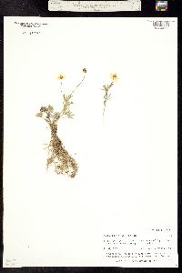 Ranunculus pedatifidus image