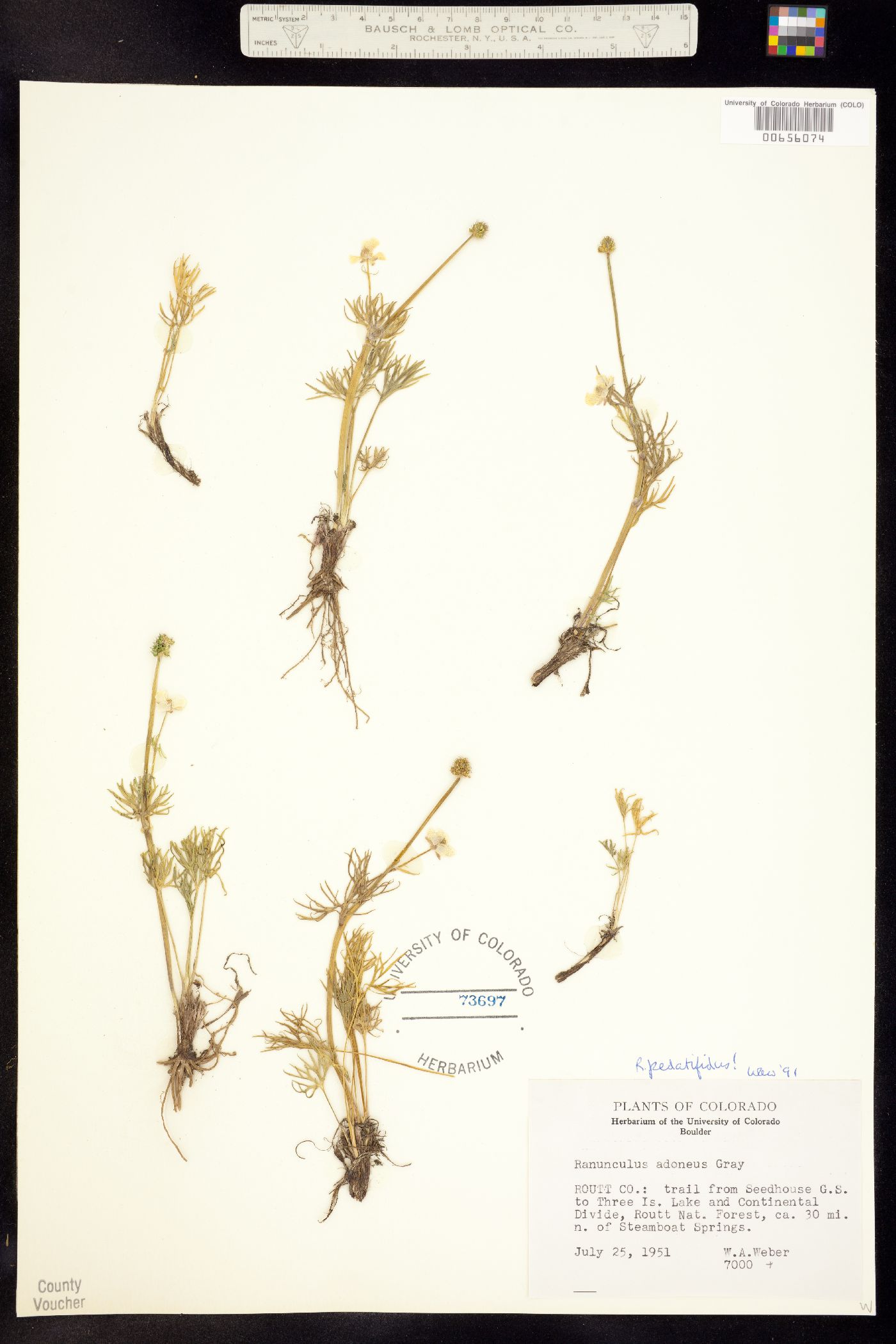 Ranunculus adoneus image