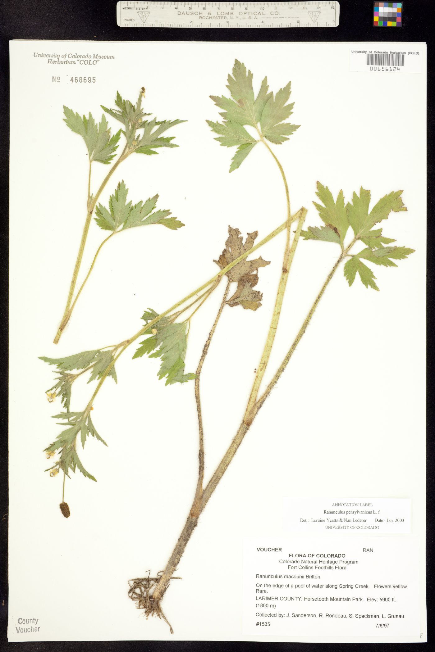 Ranunculus pensylvanicus image