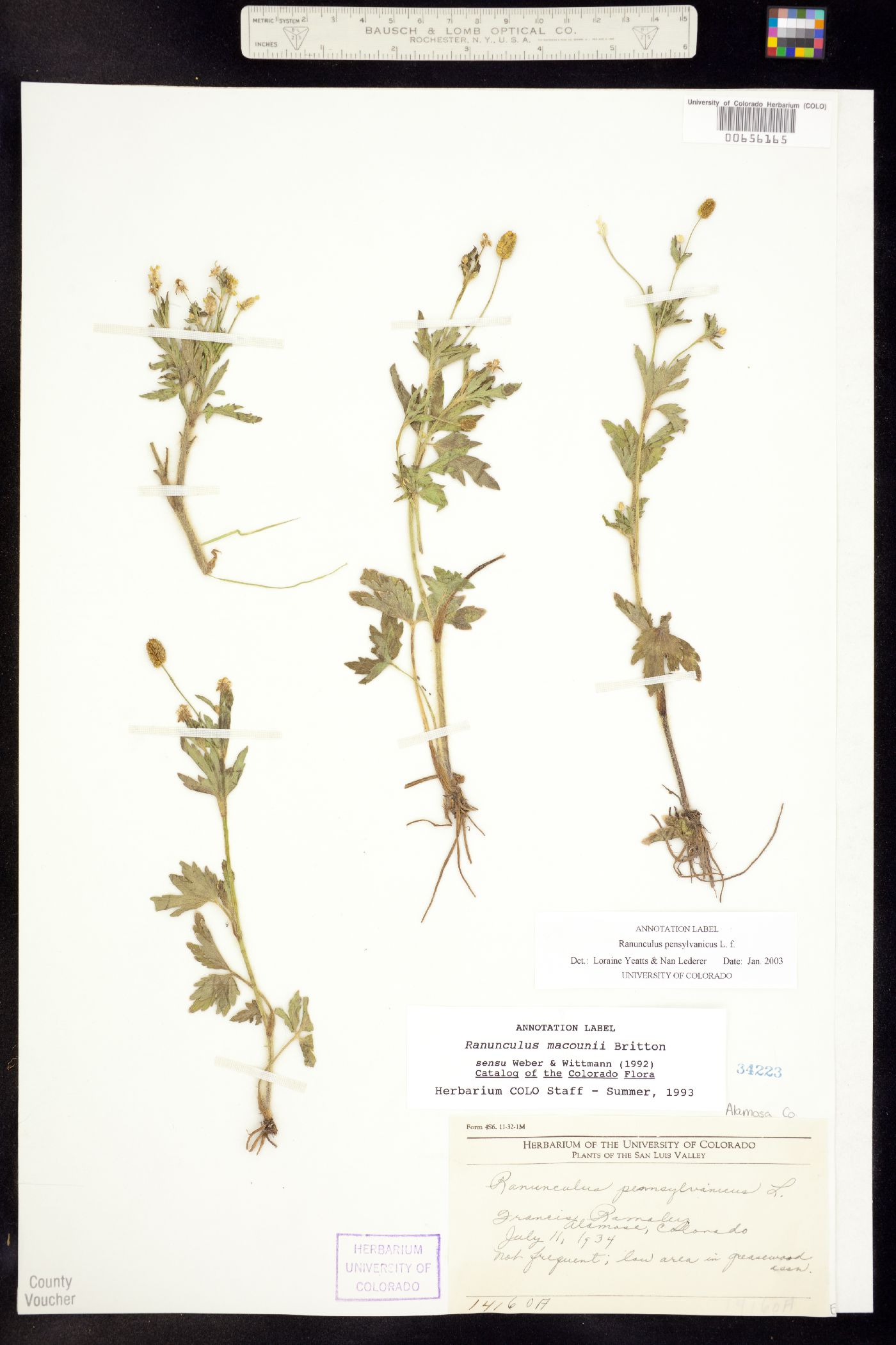 Ranunculus pensylvanicus image